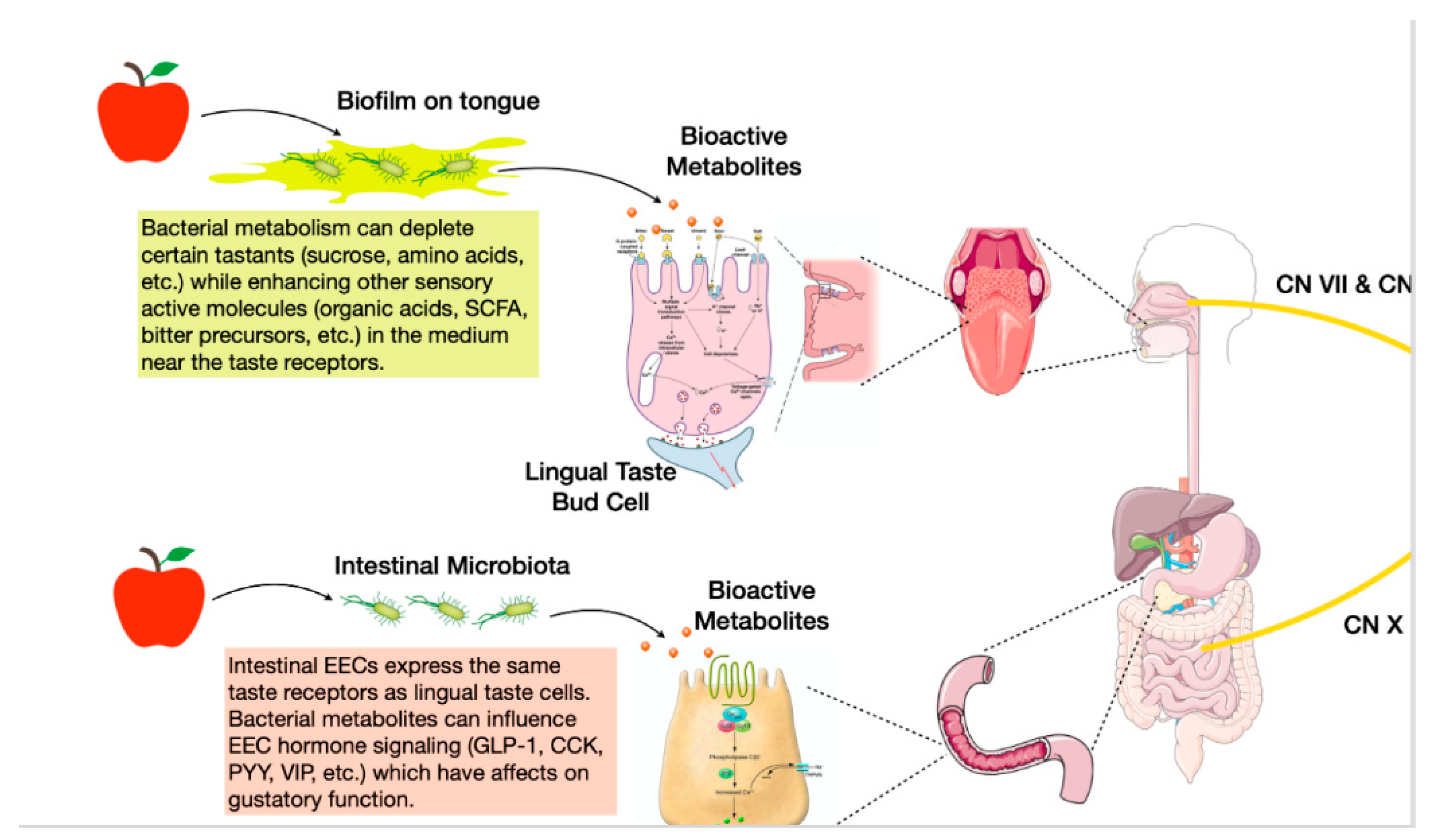Nutrients 13 02581 g001