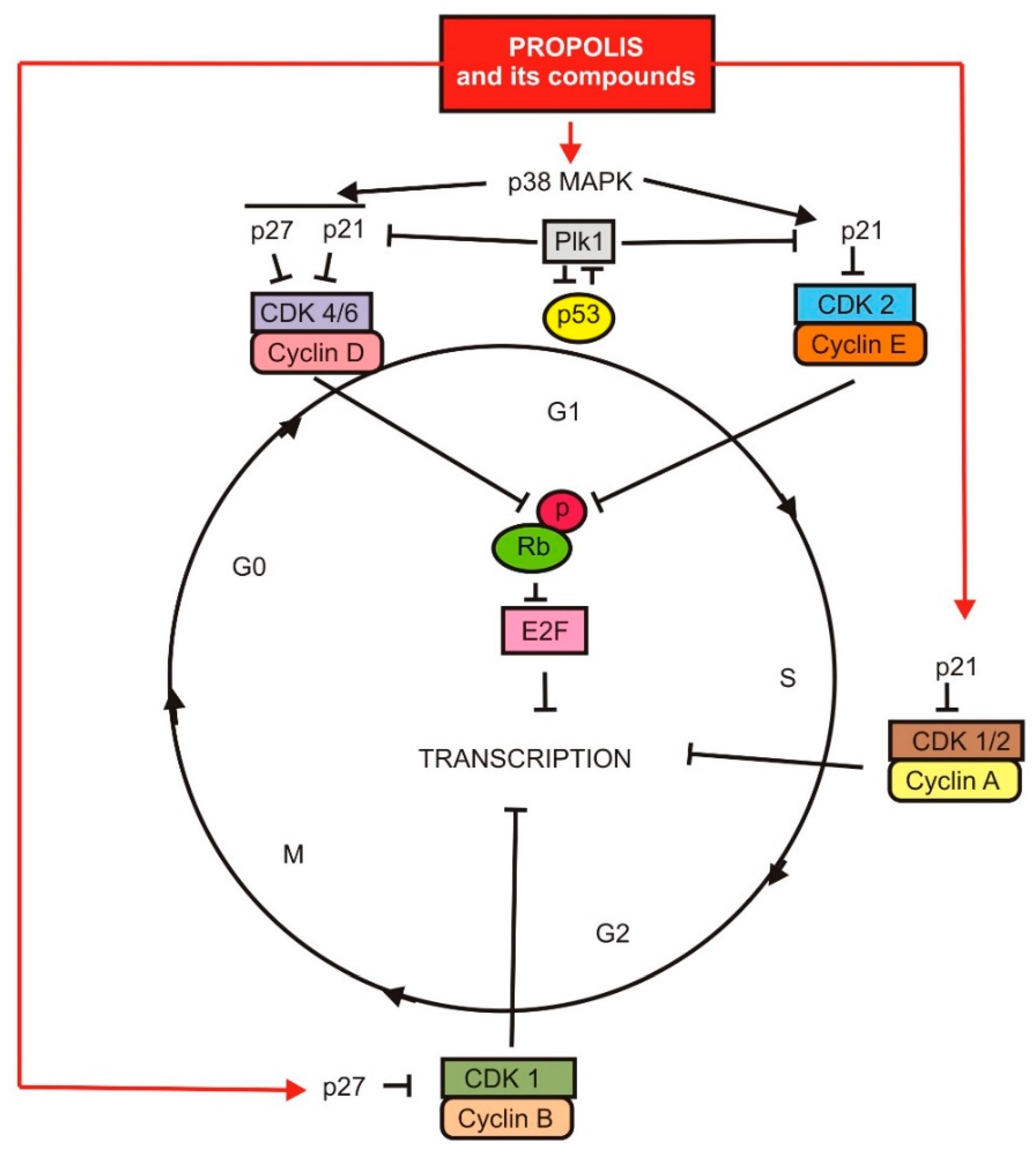 Nutrients 13 02594 g001 Nutrients 13 02594 g001