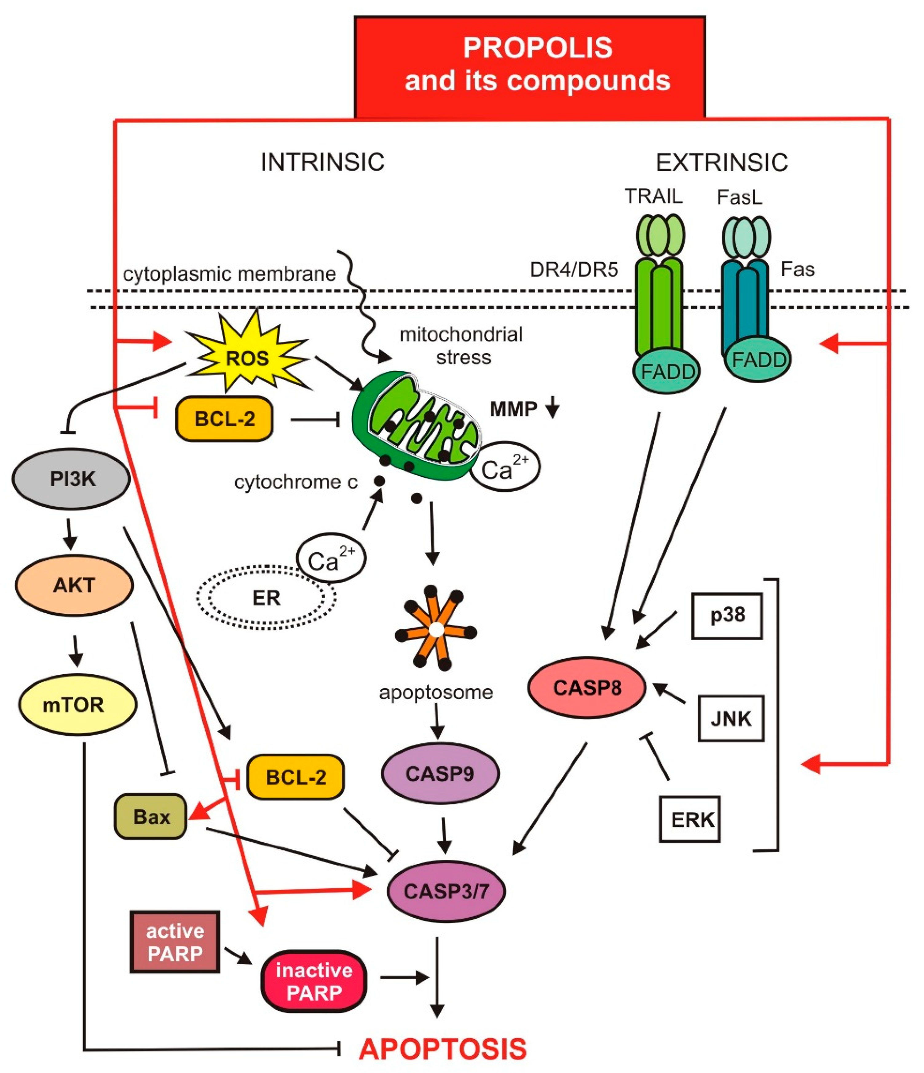 Nutrients 13 02594 g002 Nutrients 13 02594 g002