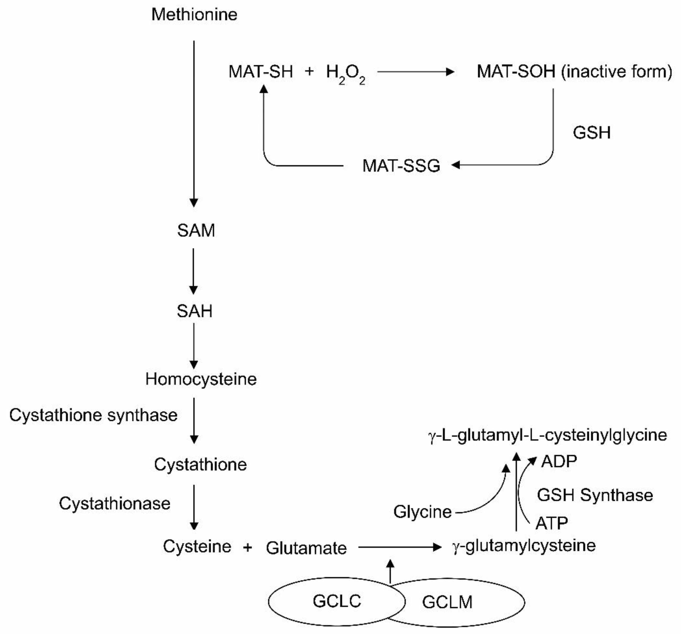 Nutrients 13 02631 g001 Nutrients 13 02631 g001