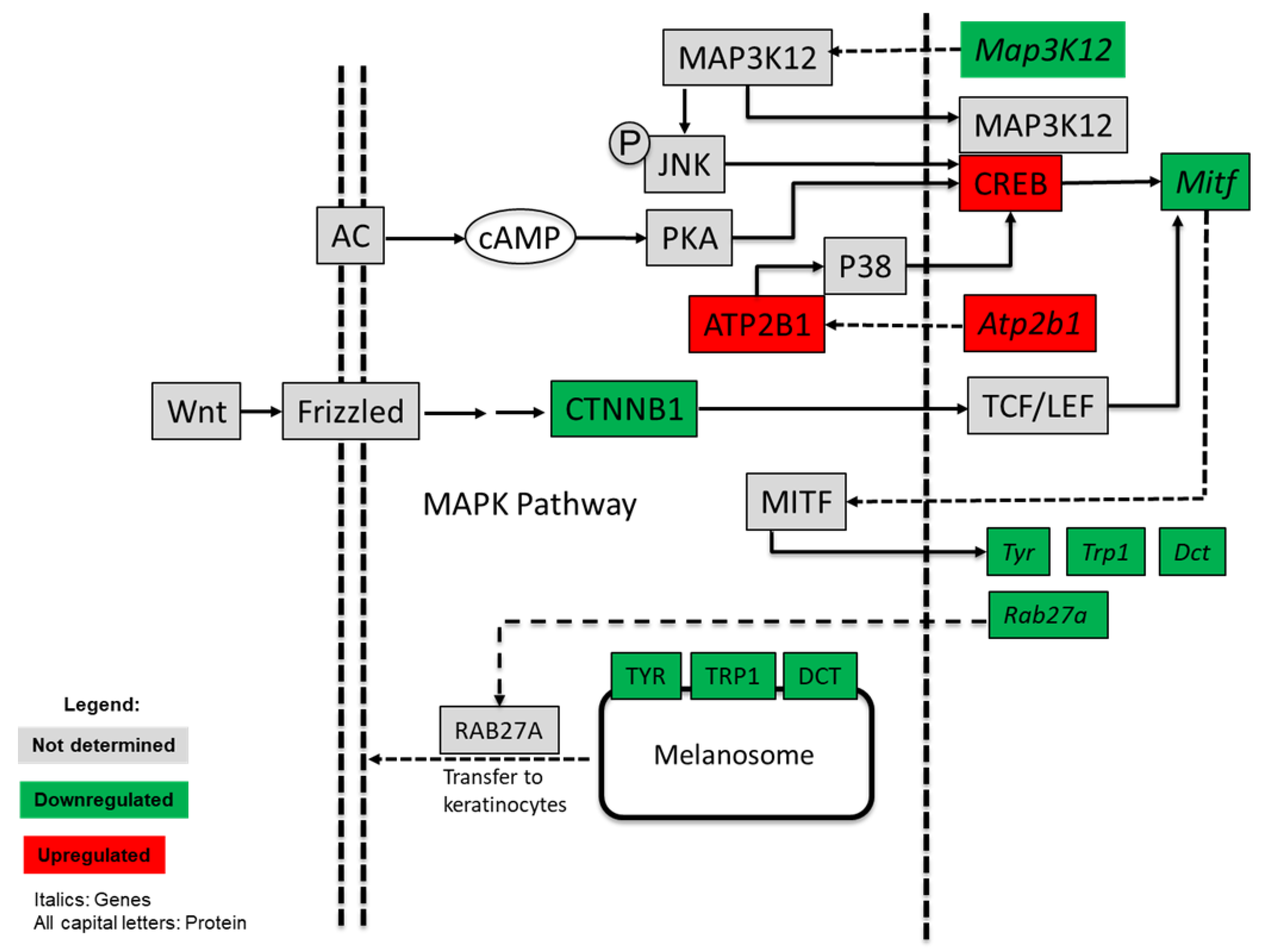 Nutrients 13 02697 g003