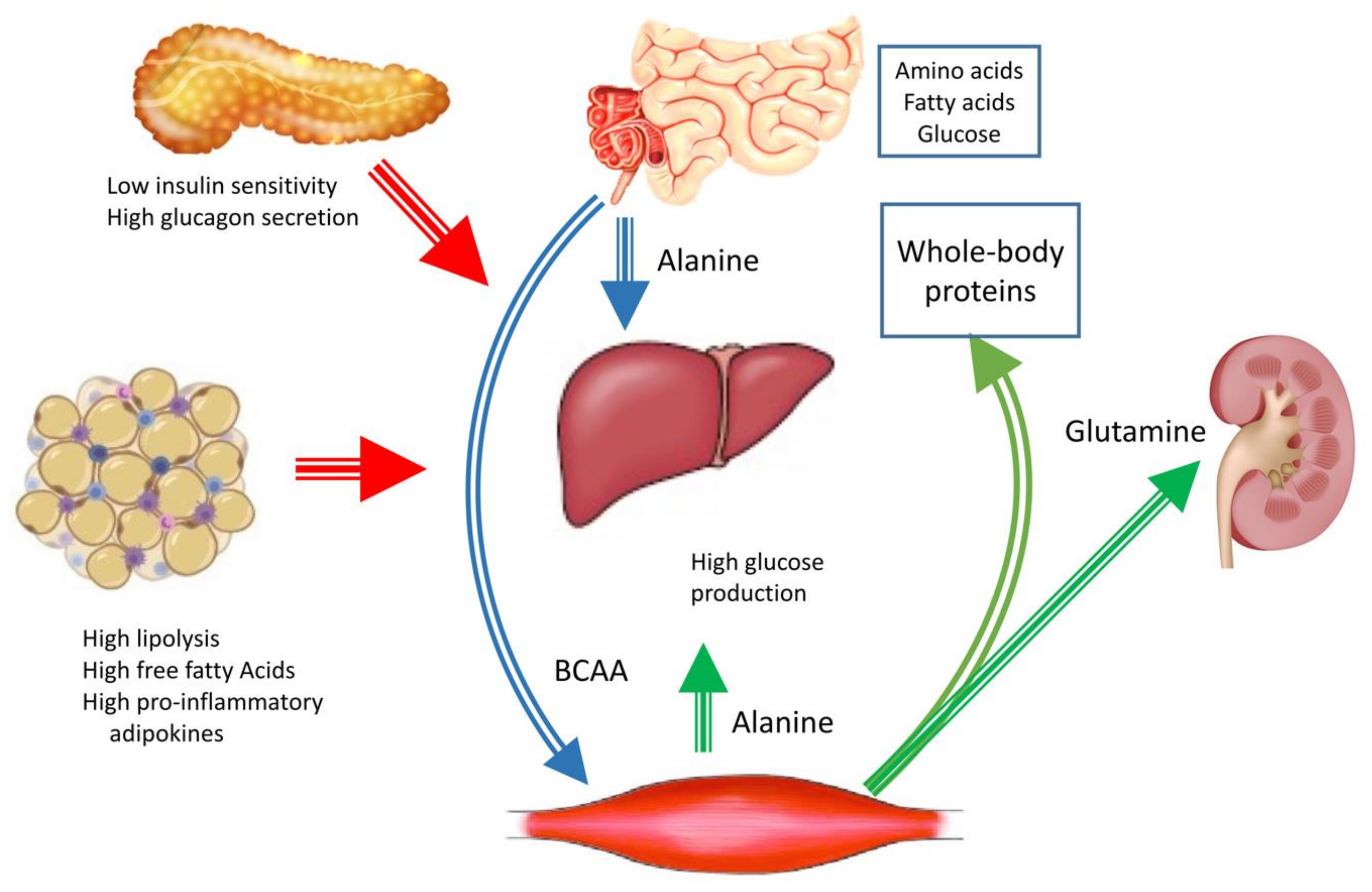 Nutrients 13 02748 g001