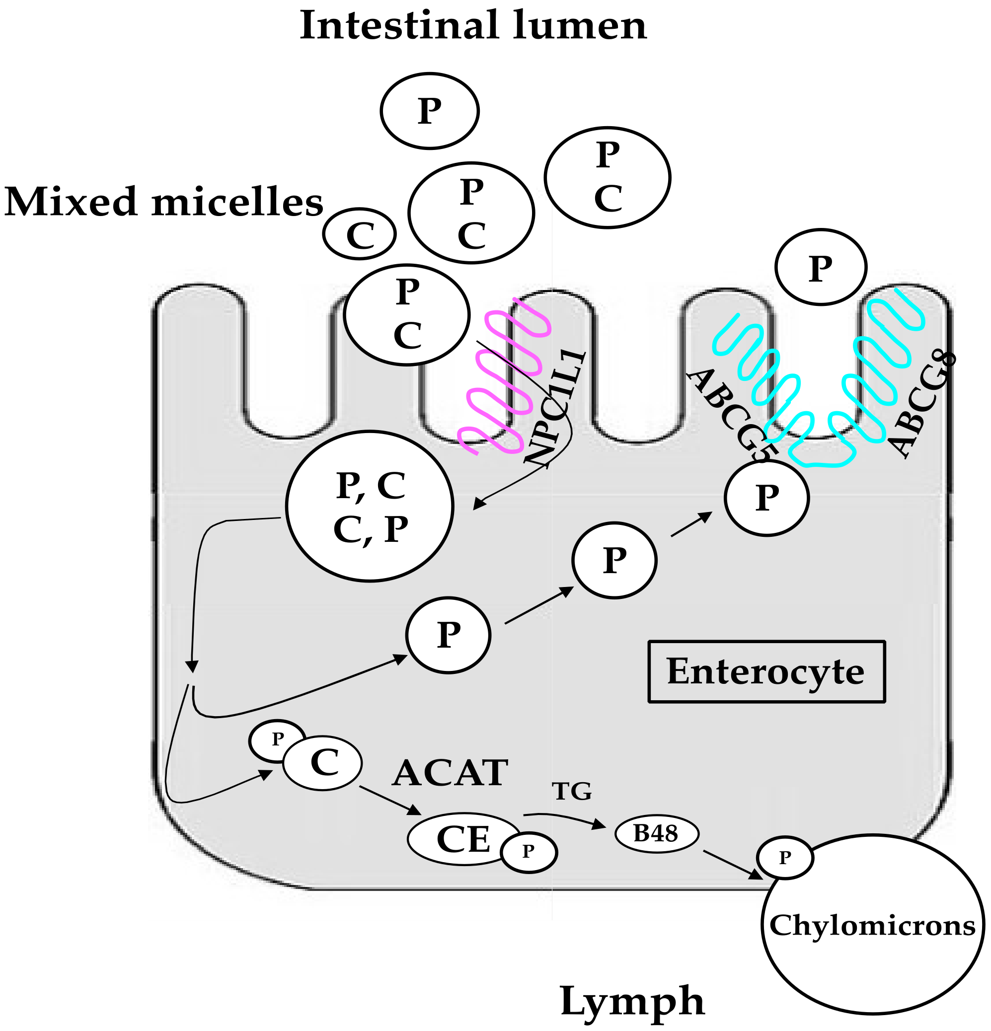Nutrients 13 02810 g001