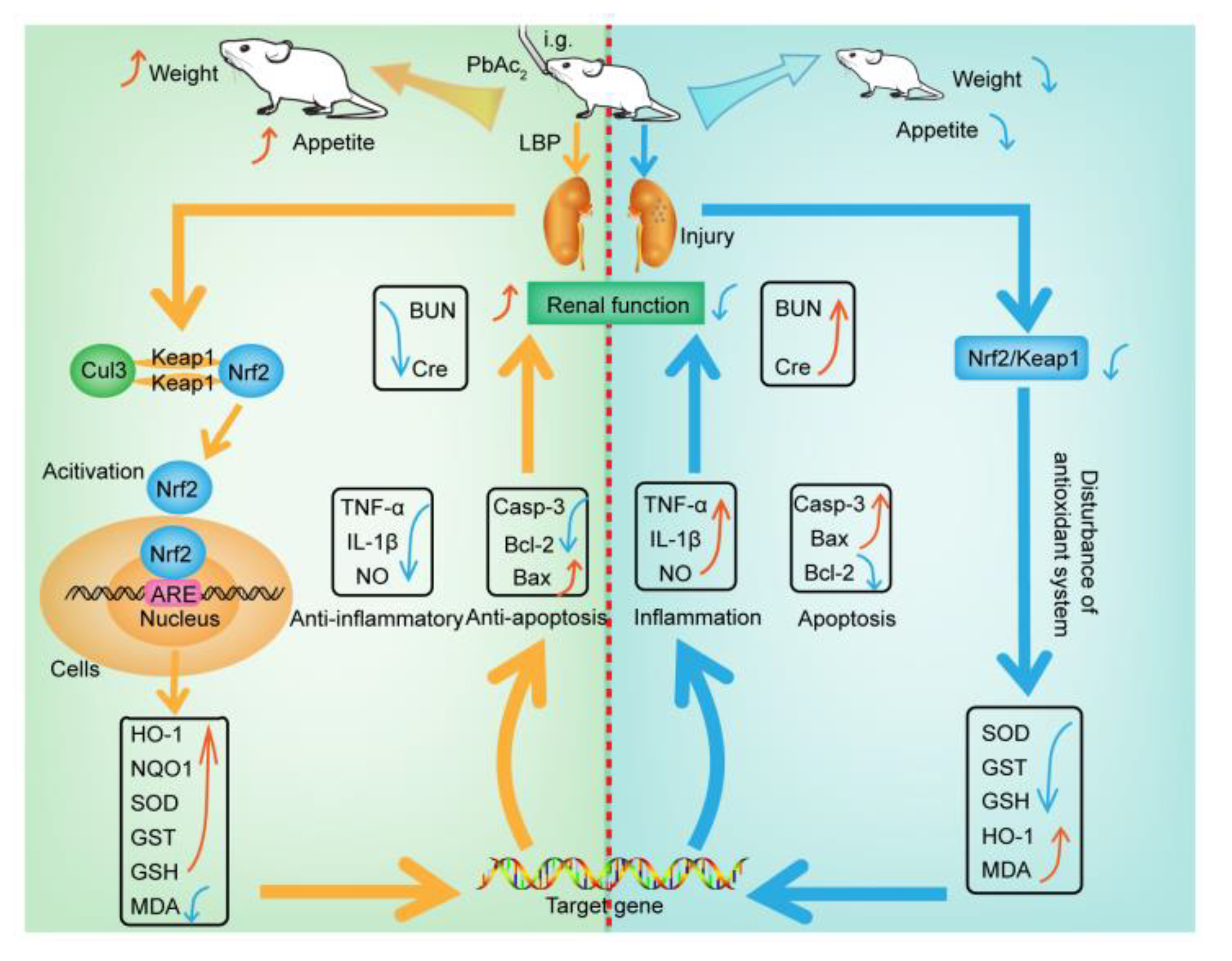 Nutrients 13 02945 g009