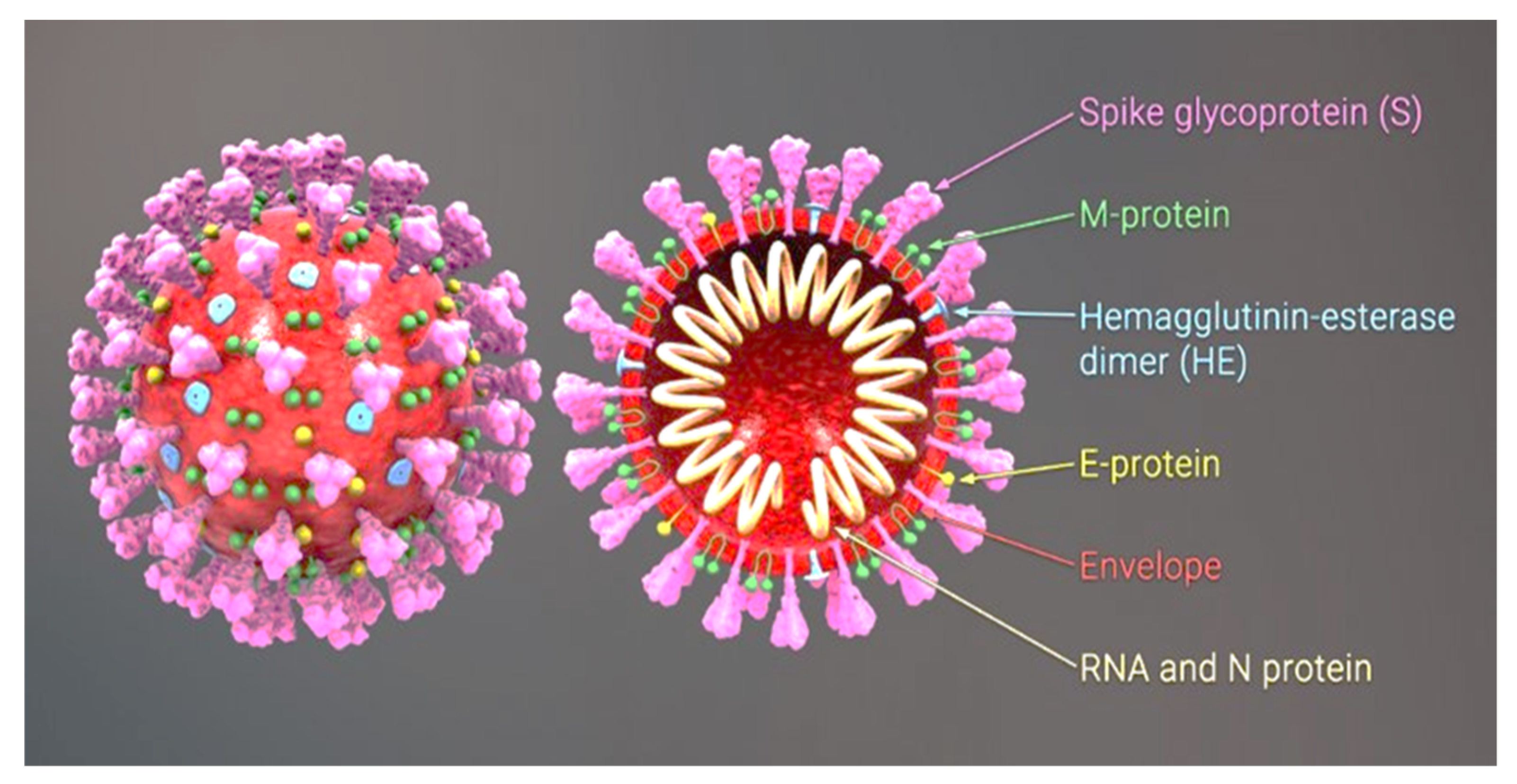 Nutrients 13 02980 g001