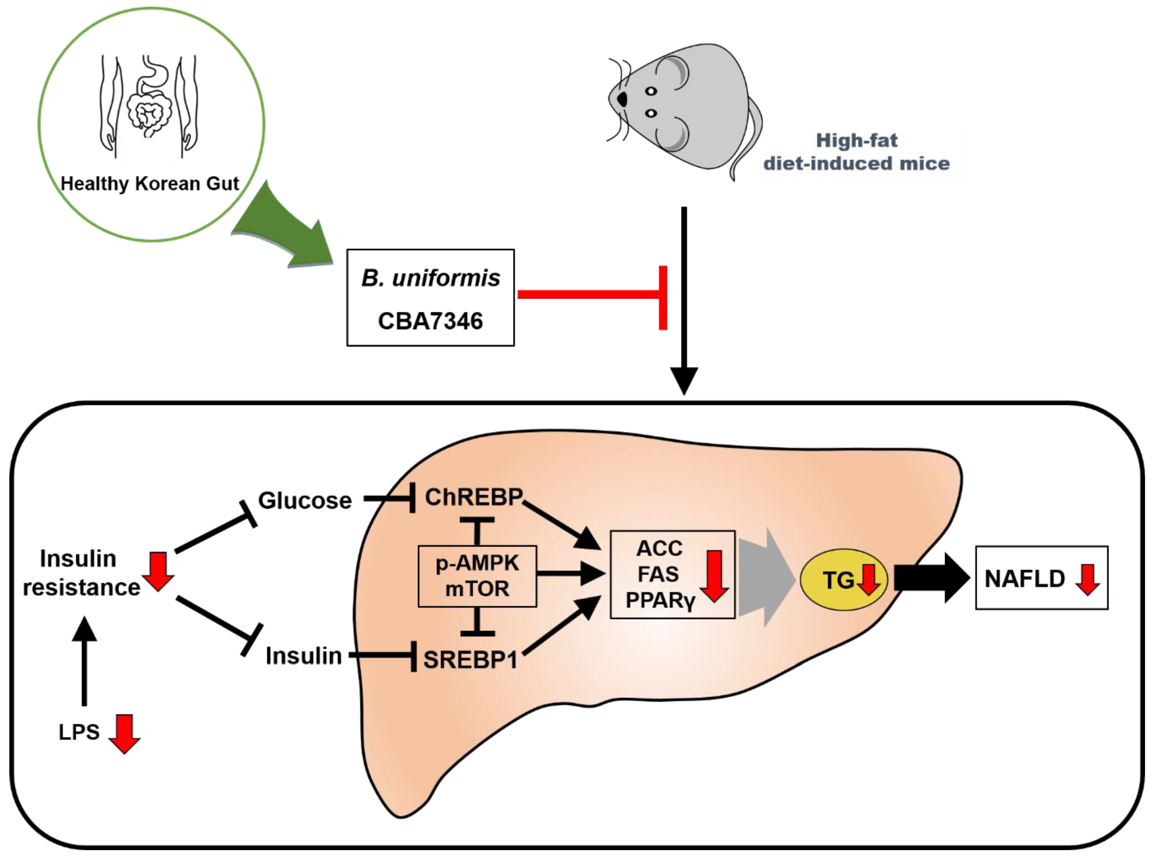 Nutrients 13 02989 g007