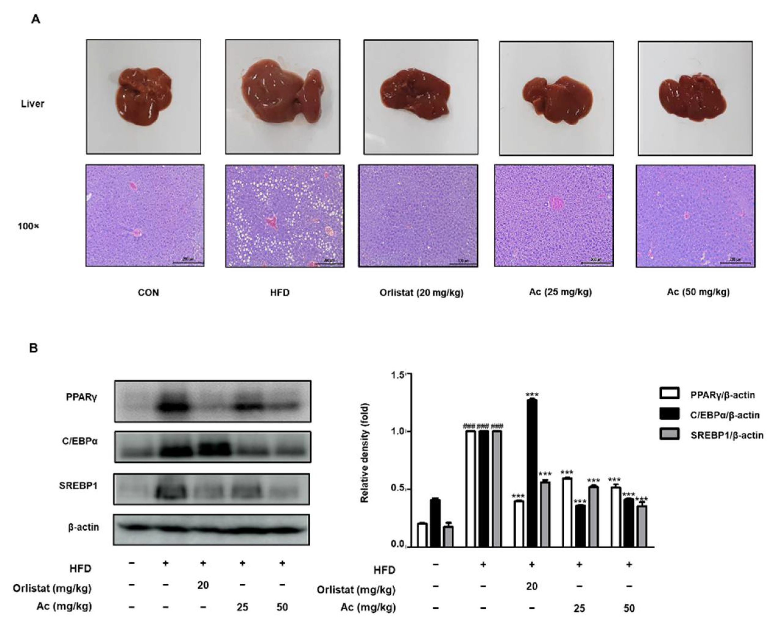 Nutrients 13 02992 g005 Nutrients 13 02992 g005