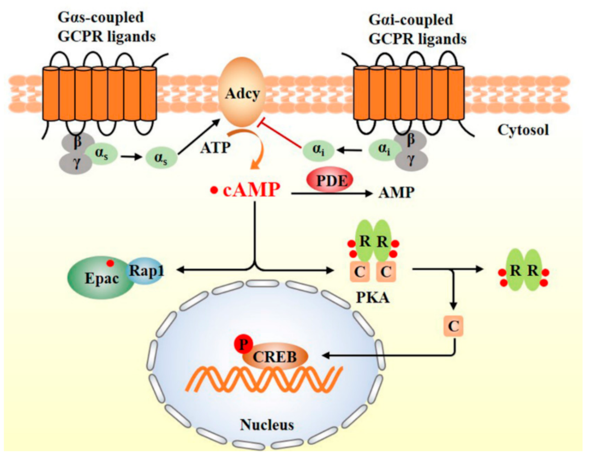 Nutrients 13 03038 g002 Nutrients 13 03038 g002