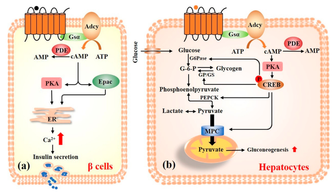 Nutrients 13 03038 g003 Nutrients 13 03038 g003