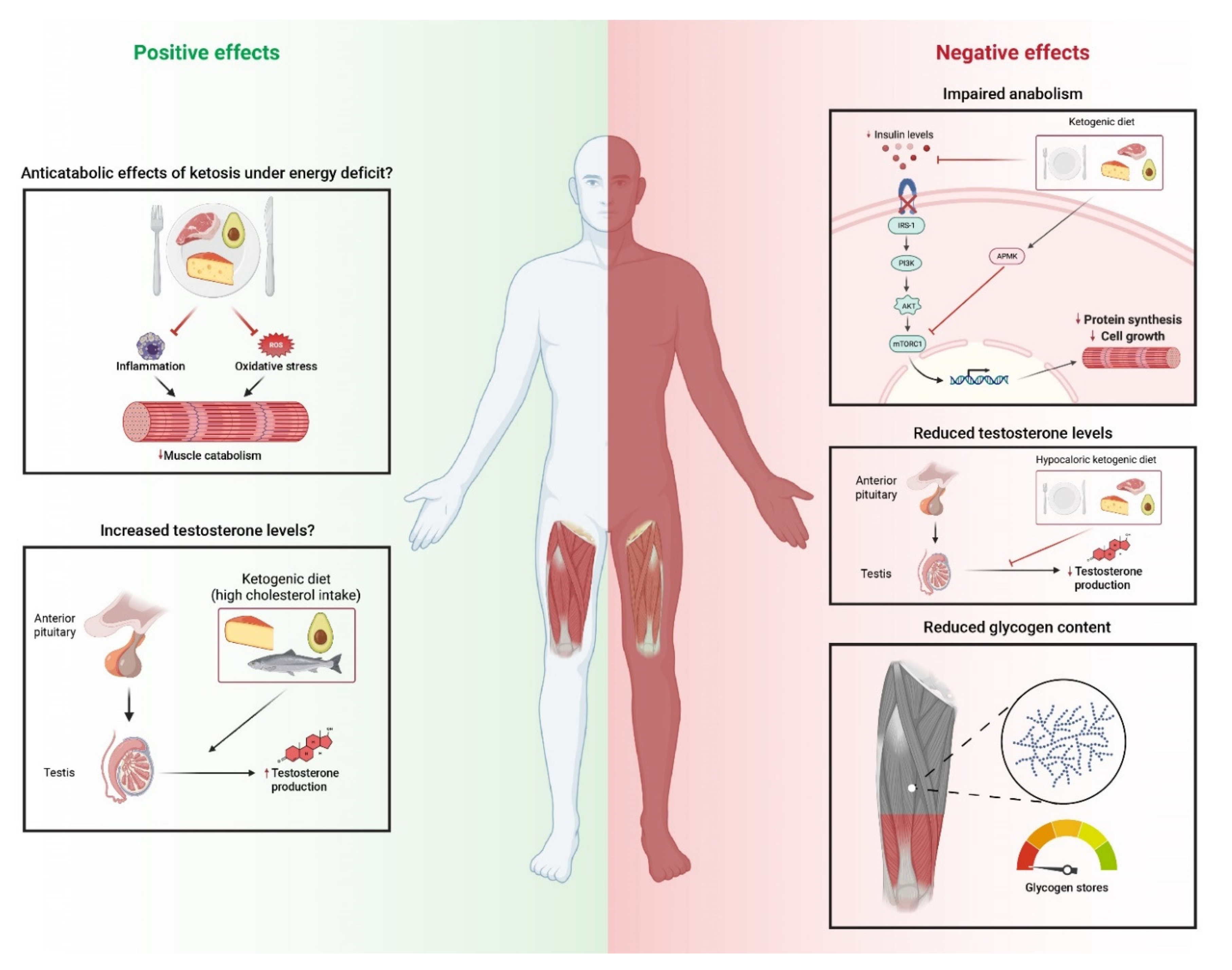 Nutrients 13 03083 g002