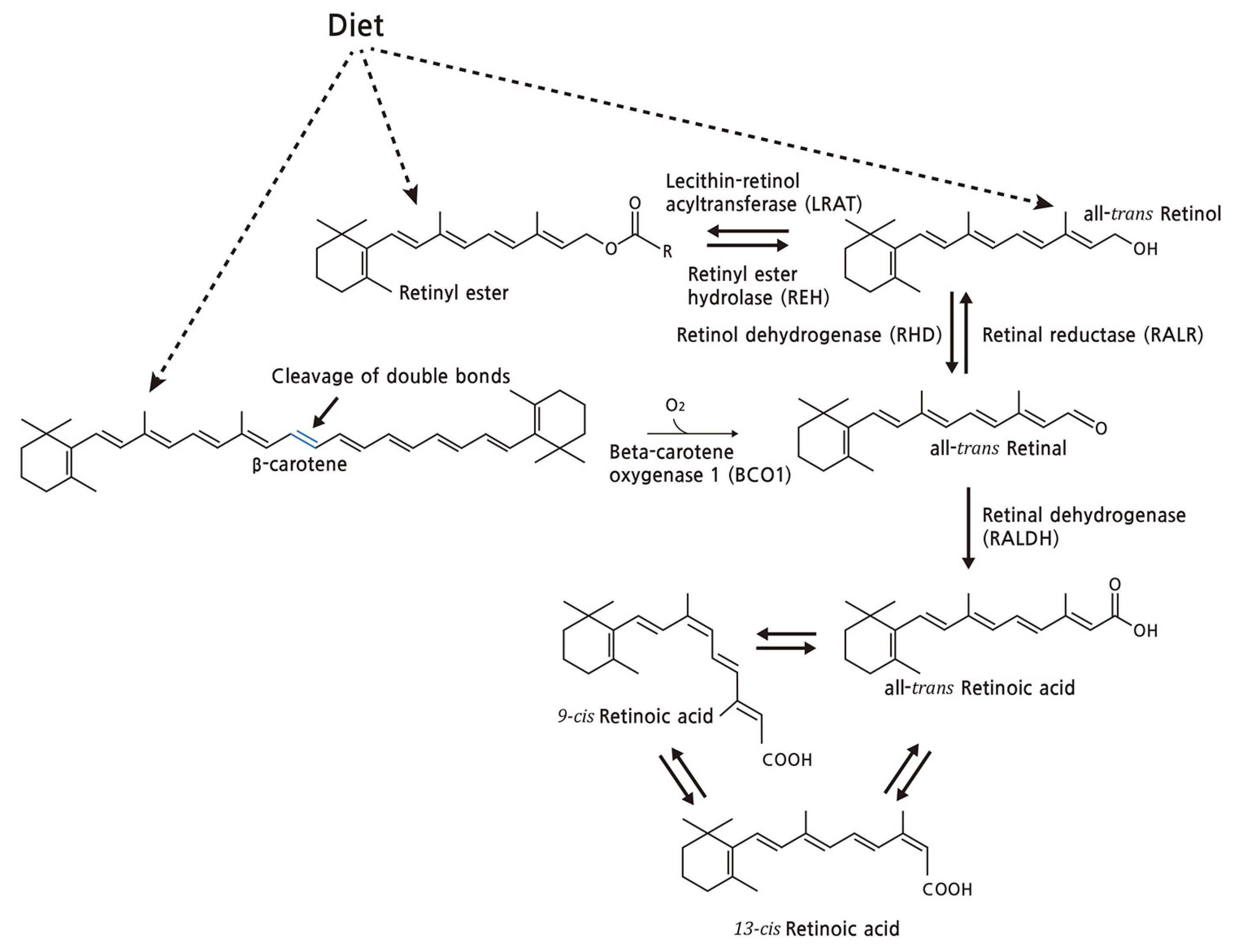 Nutrients 13 03162 g002