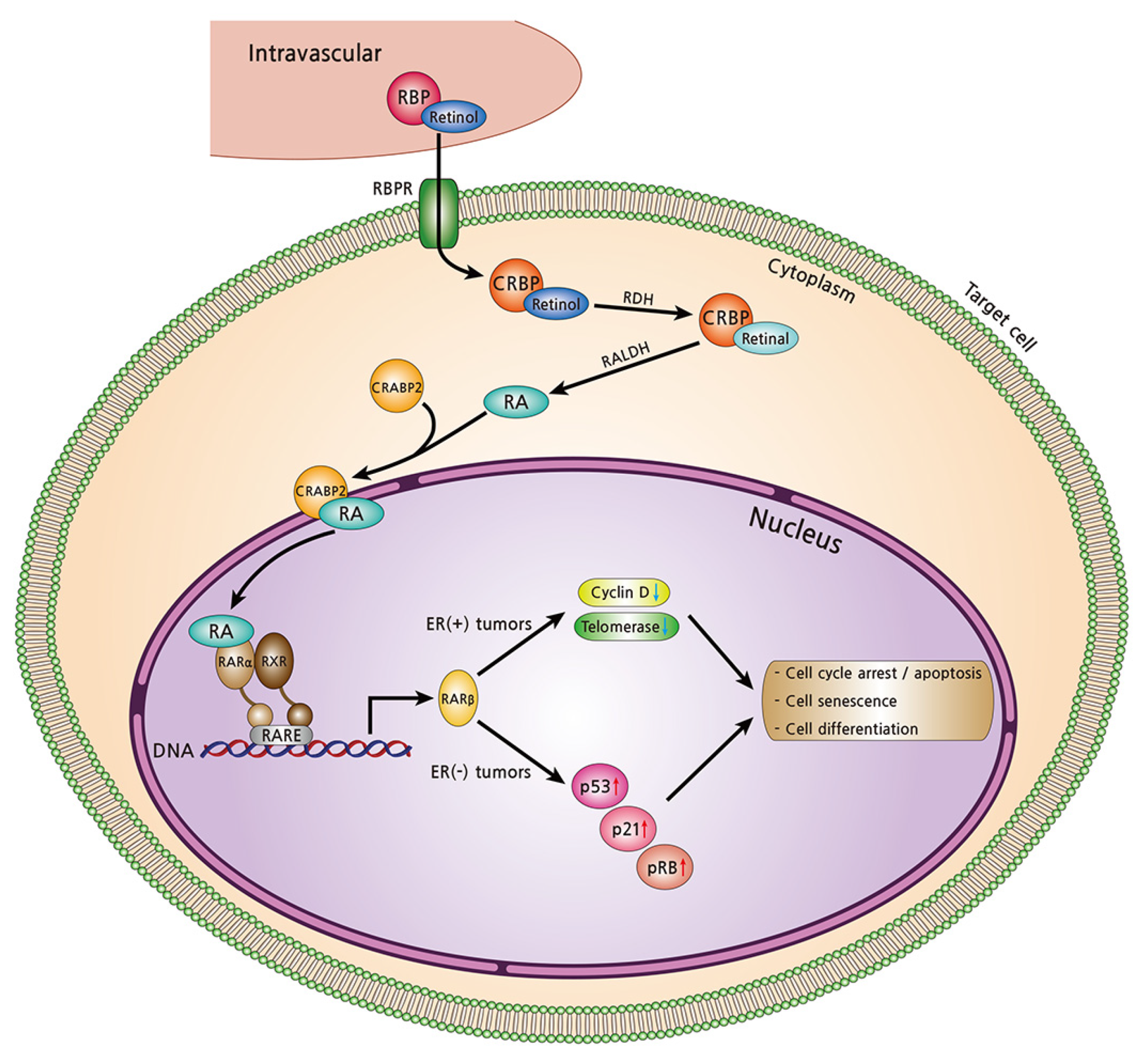Nutrients 13 03162 g003