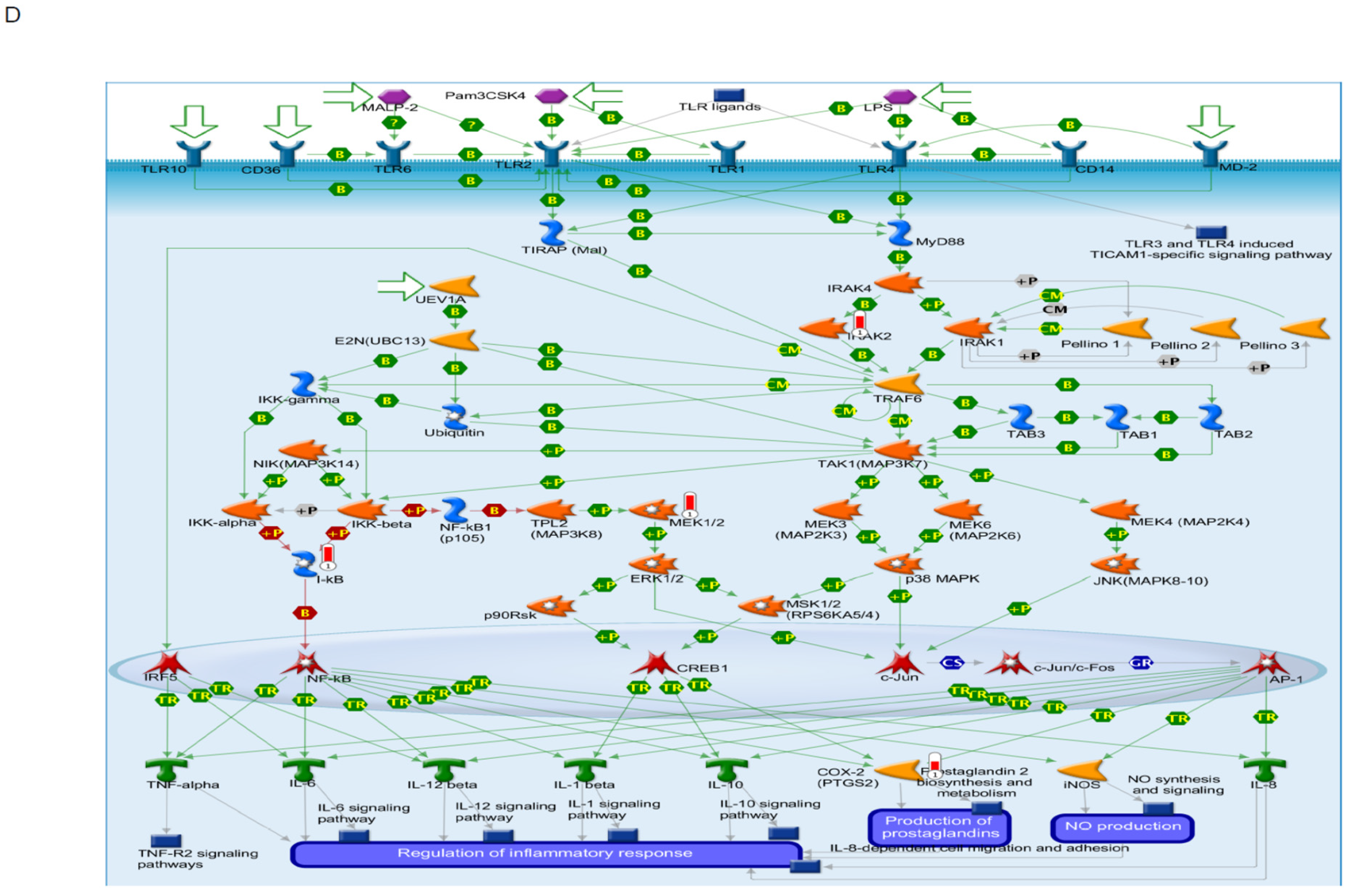 Nutrients 13 03198 g004b