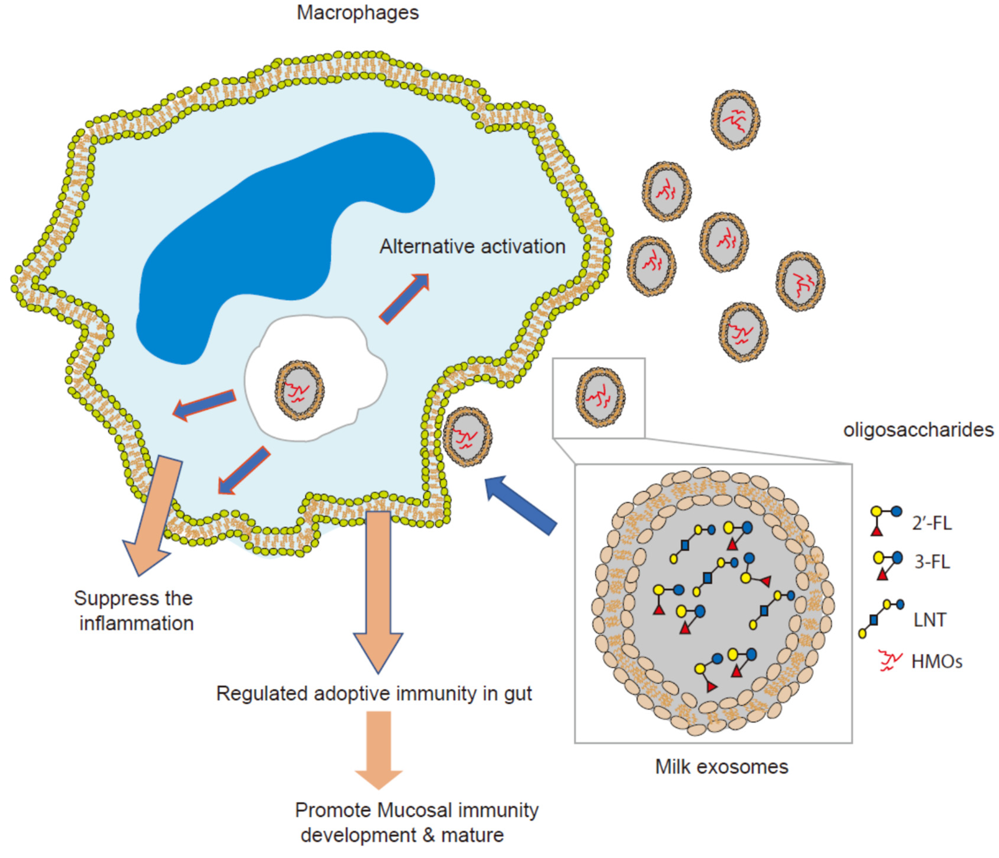 Nutrients 13 03198 g006