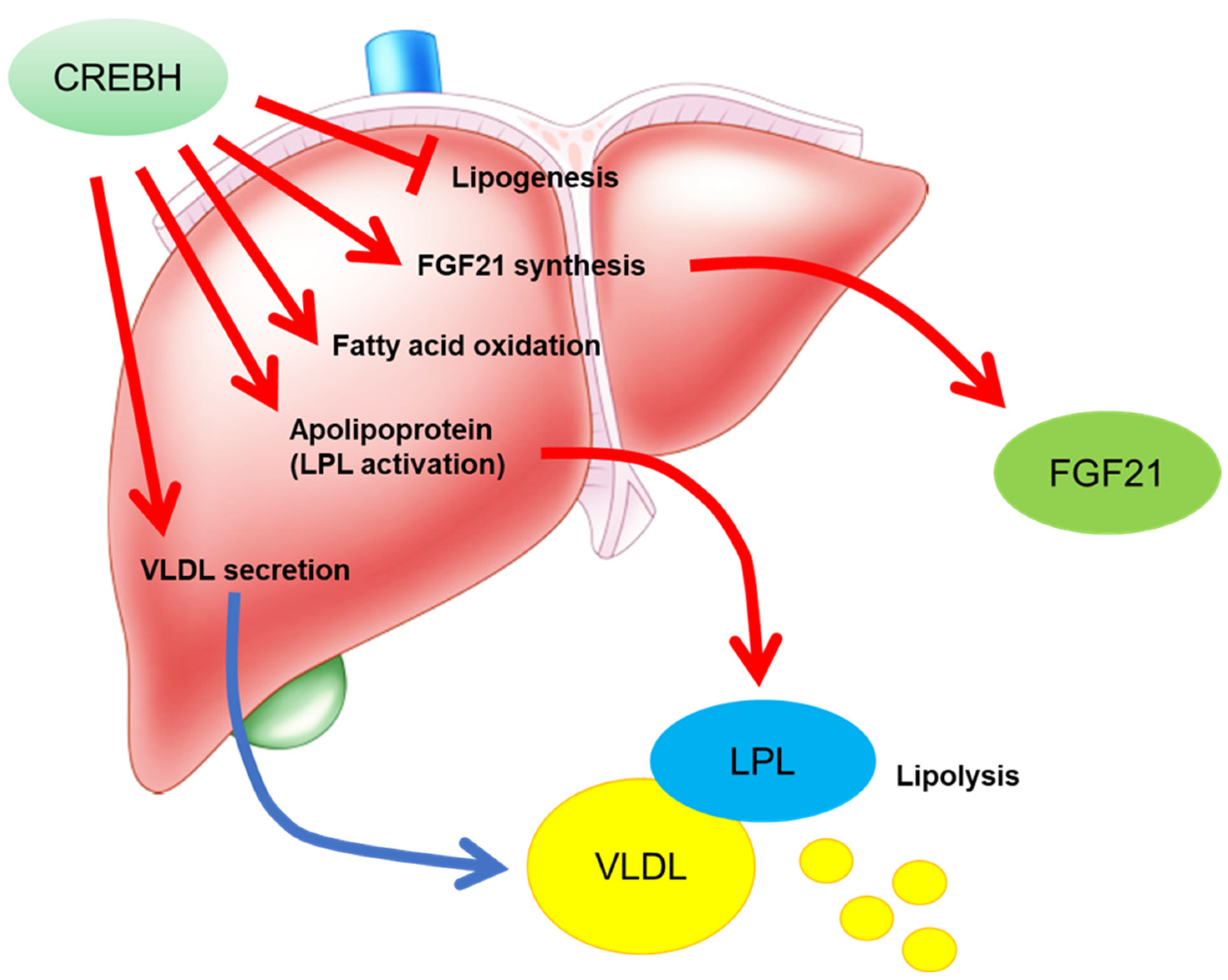 Nutrients 13 03204 g002 Nutrients 13 03204 g002
