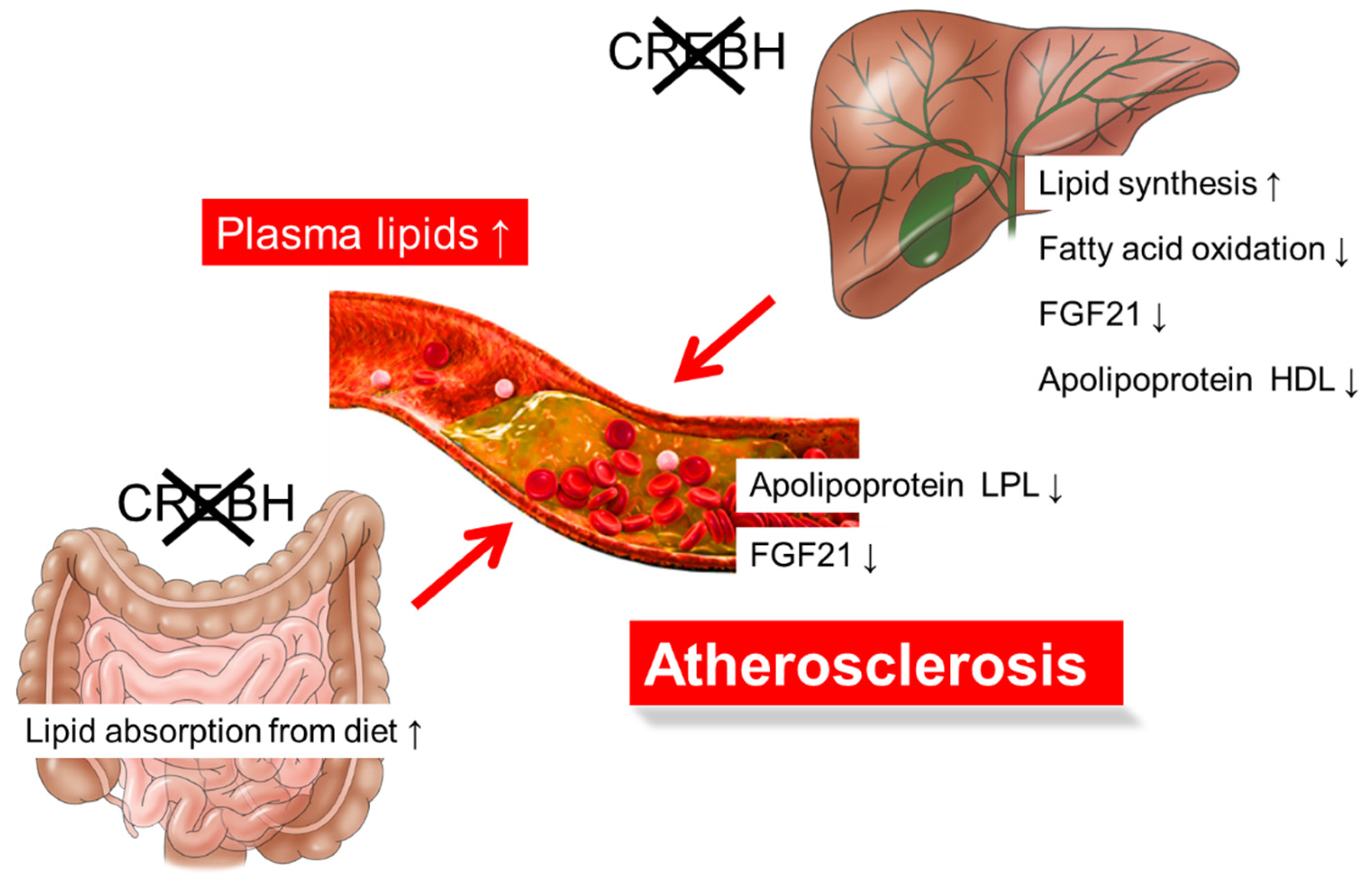 Nutrients 13 03204 g003 Nutrients 13 03204 g003