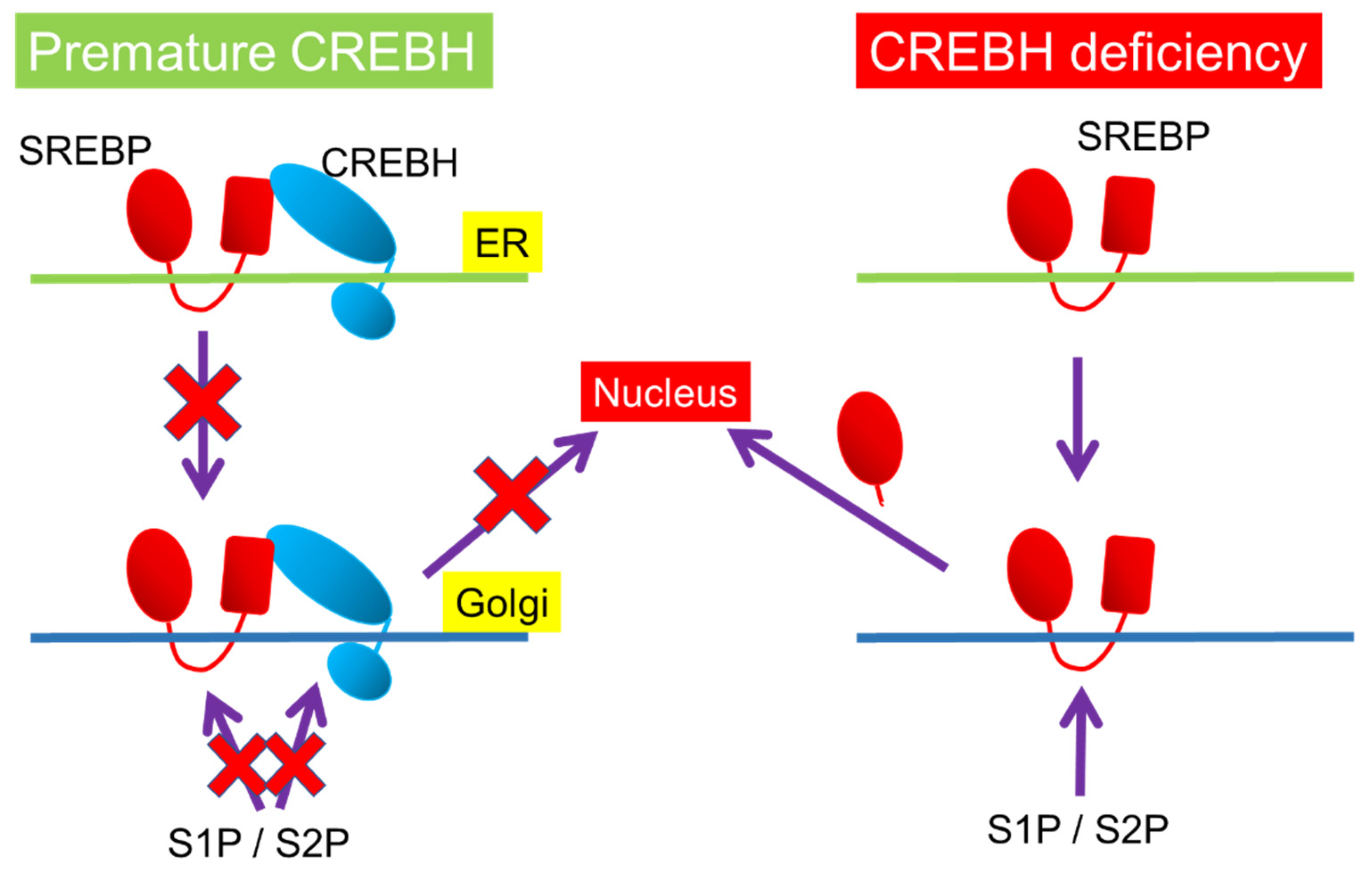 Nutrients 13 03204 g004 Nutrients 13 03204 g004
