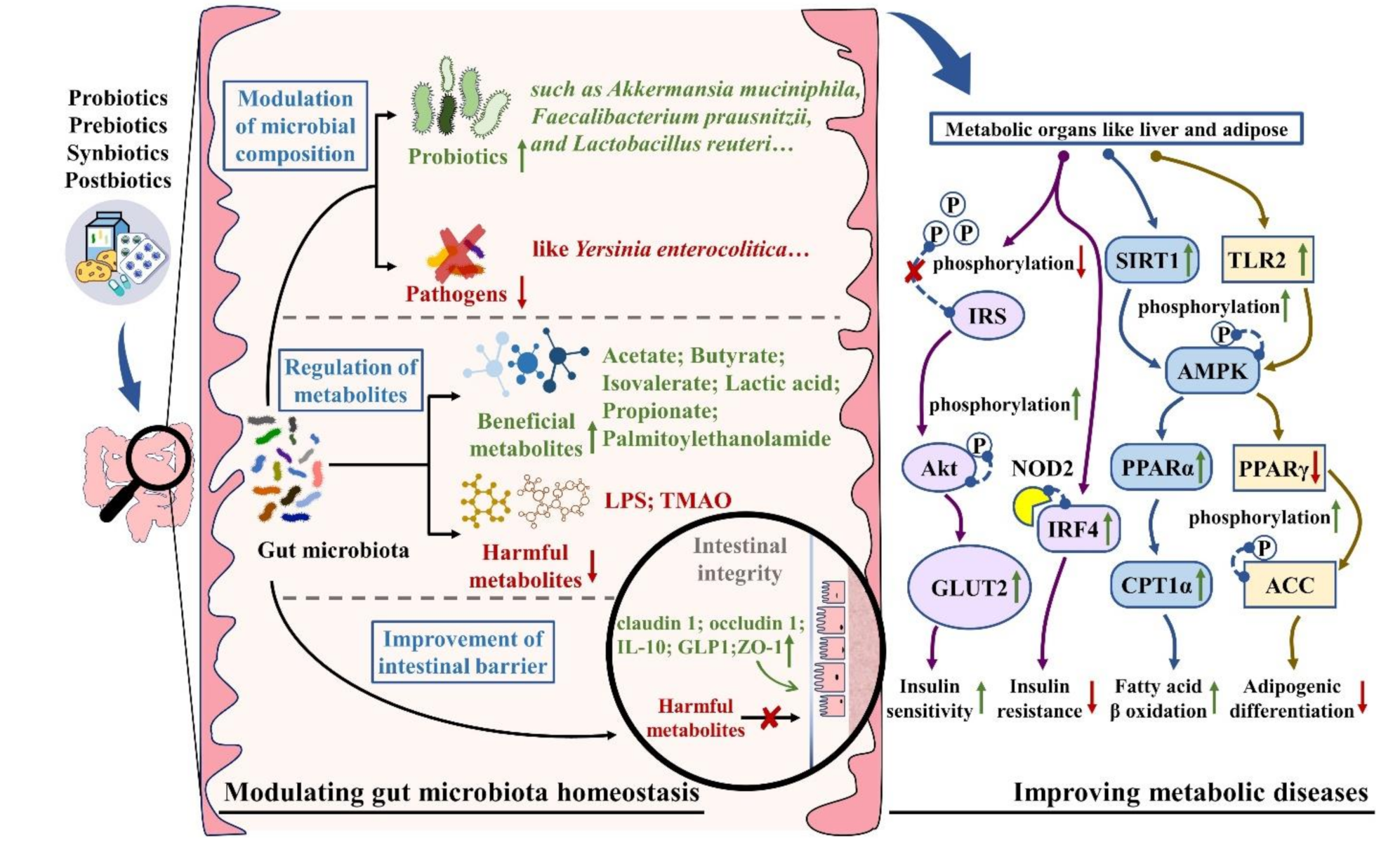 Nutrients 13 03211 g001