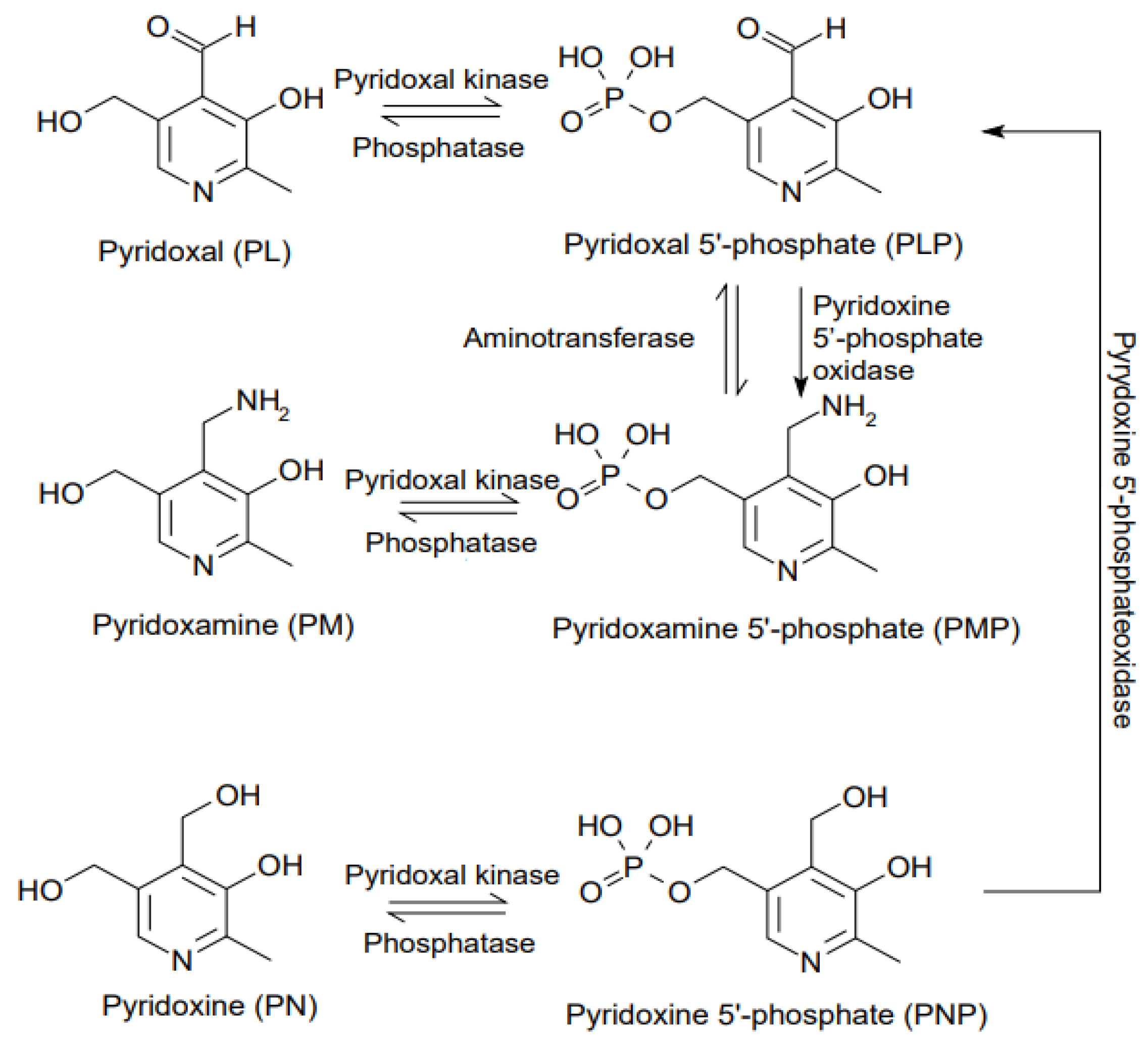 Nutrients 13 03229 g001
