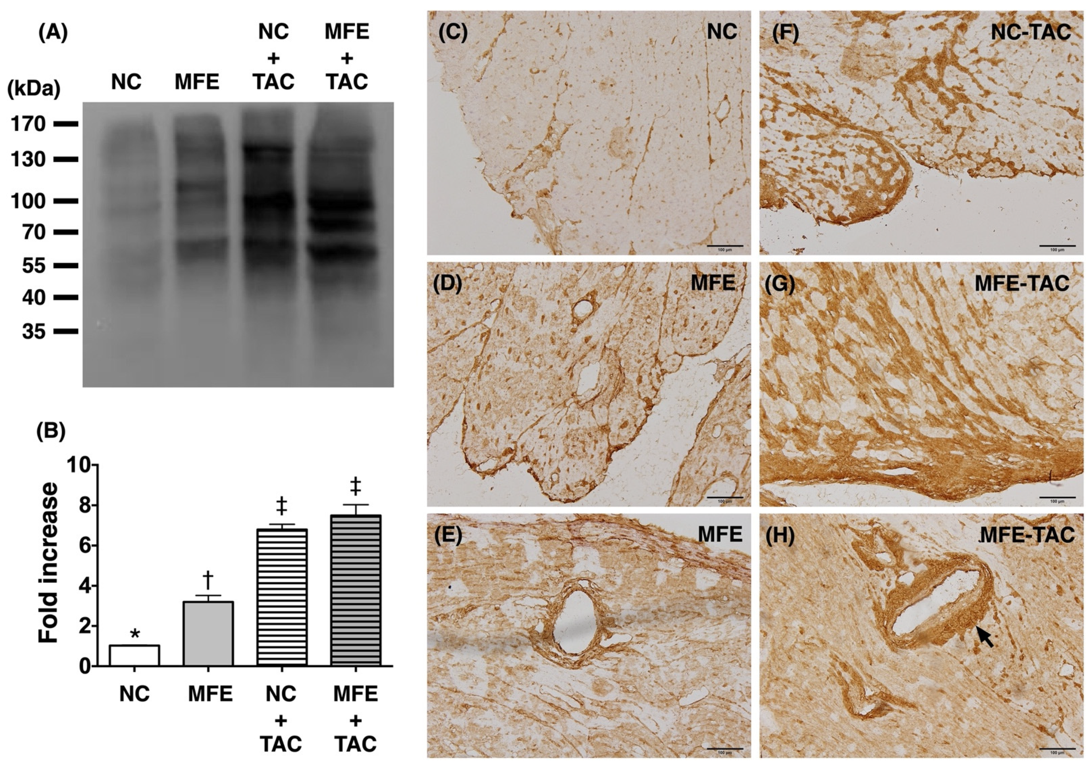 Nutrients 13 03267 g004 Nutrients 13 03267 g004
