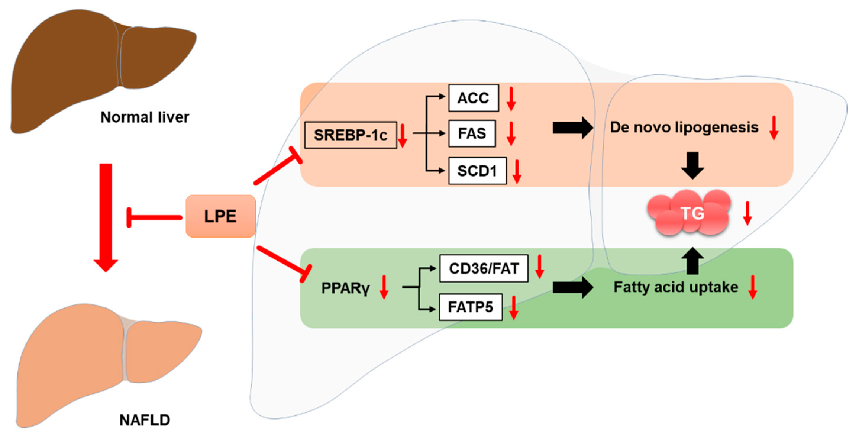 Nutrients 13 03338 g008