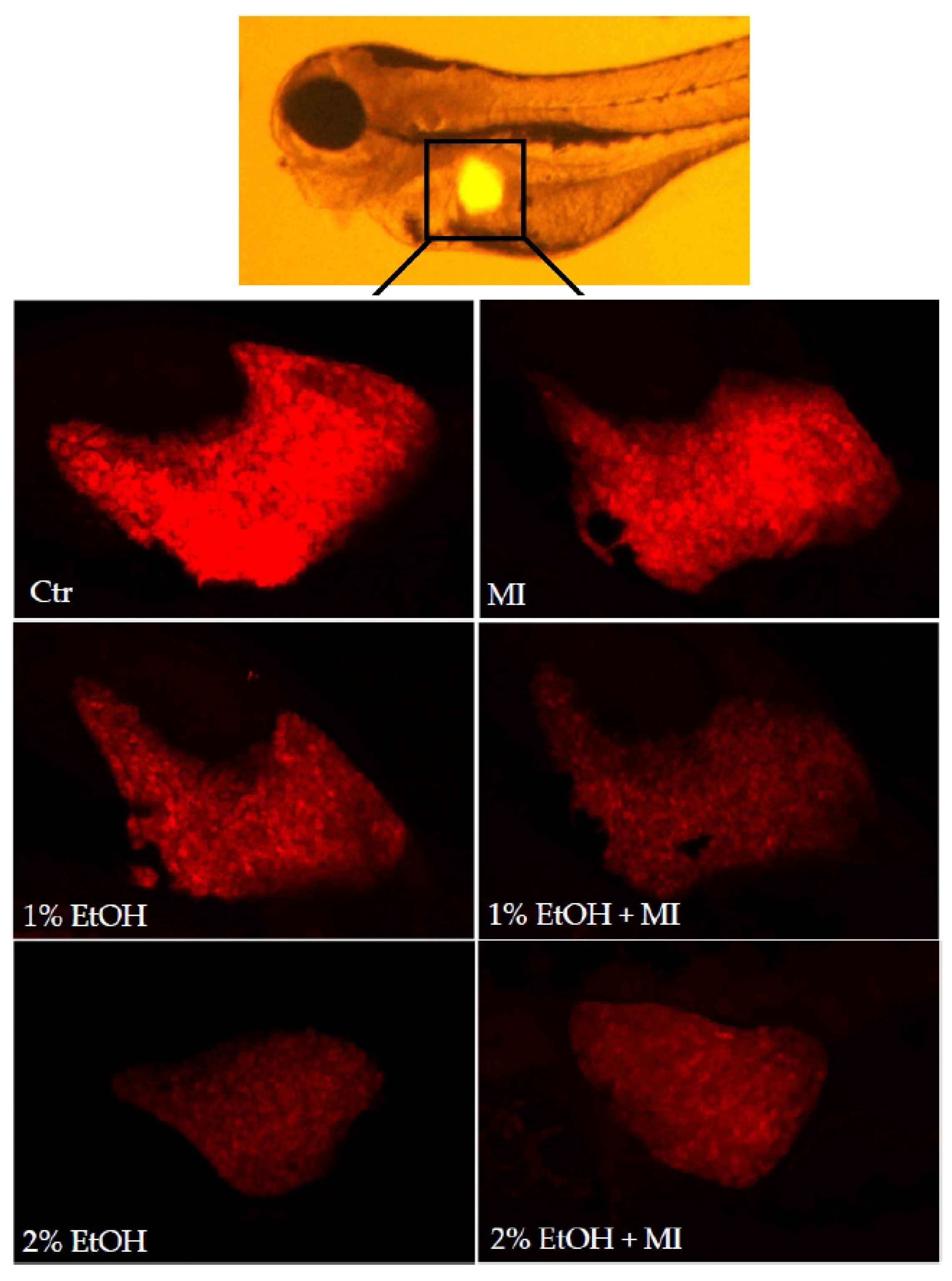 Nutrients 13 03346 g006