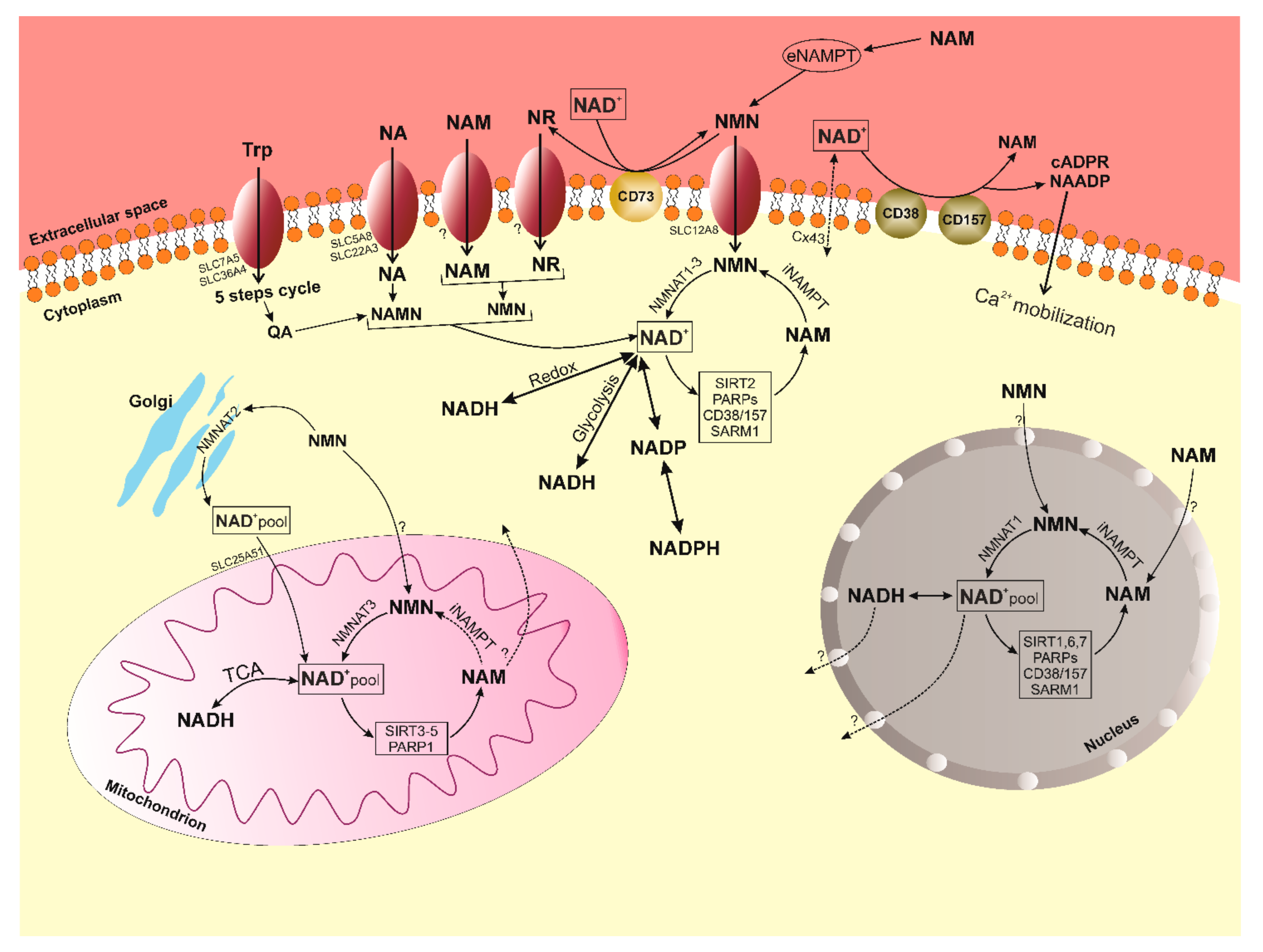 Nutrients 13 03435 g003