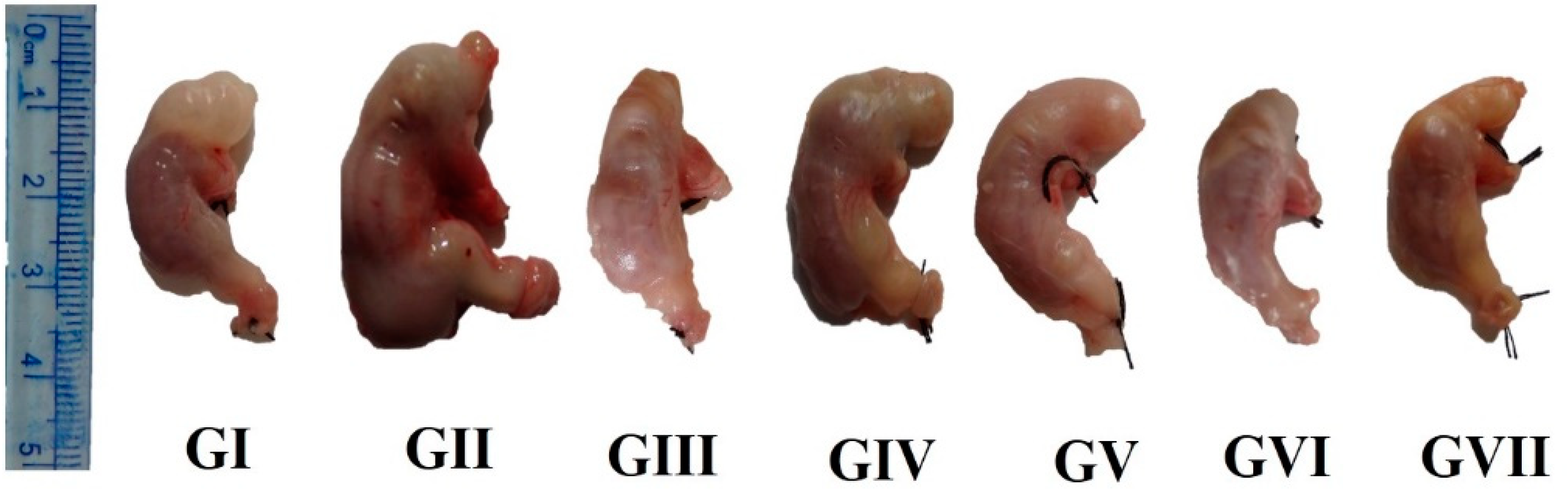 Nutrients 13 03499 g001 Nutrients 13 03499 g001