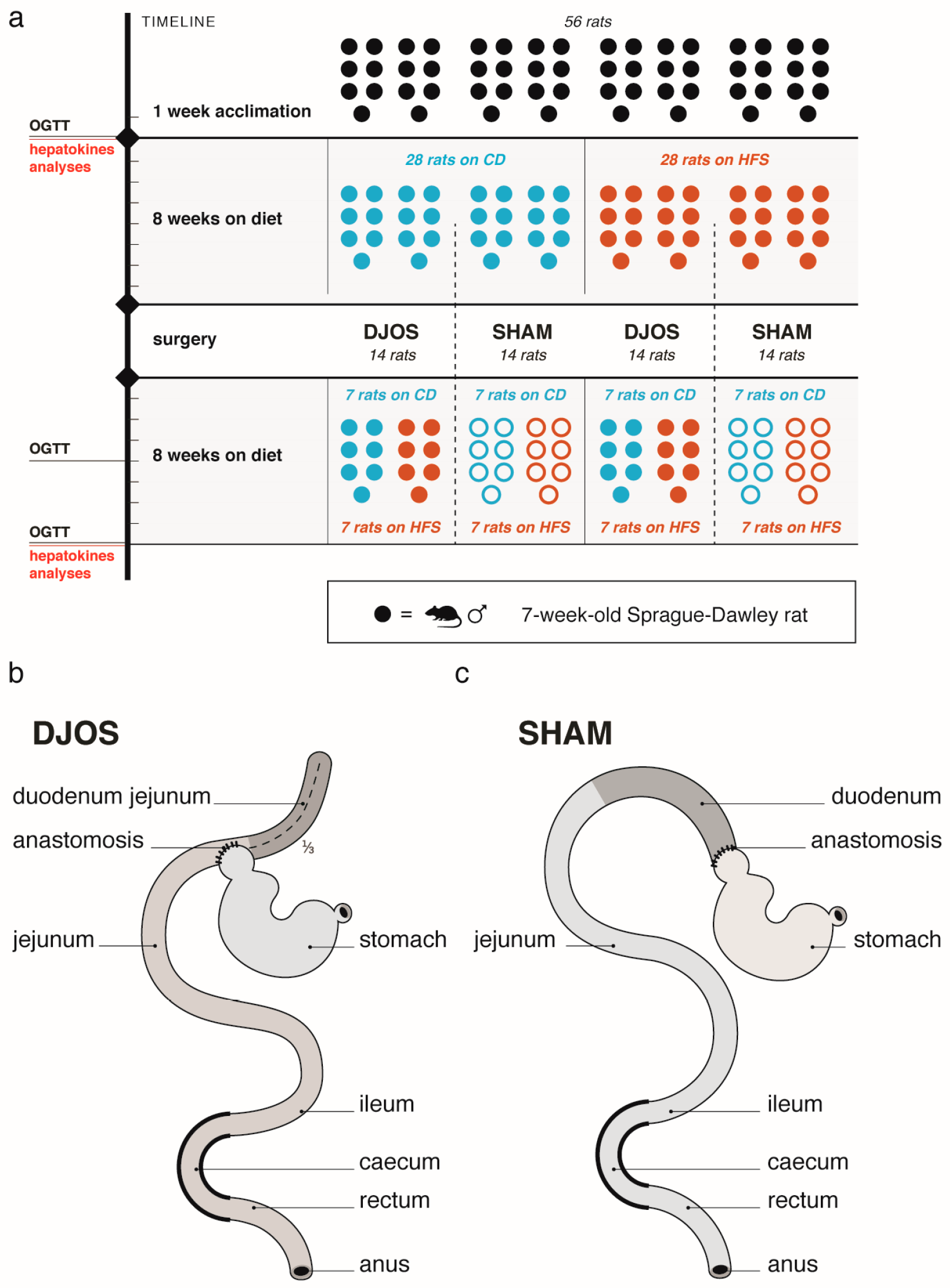 Nutrients 13 03632 g001