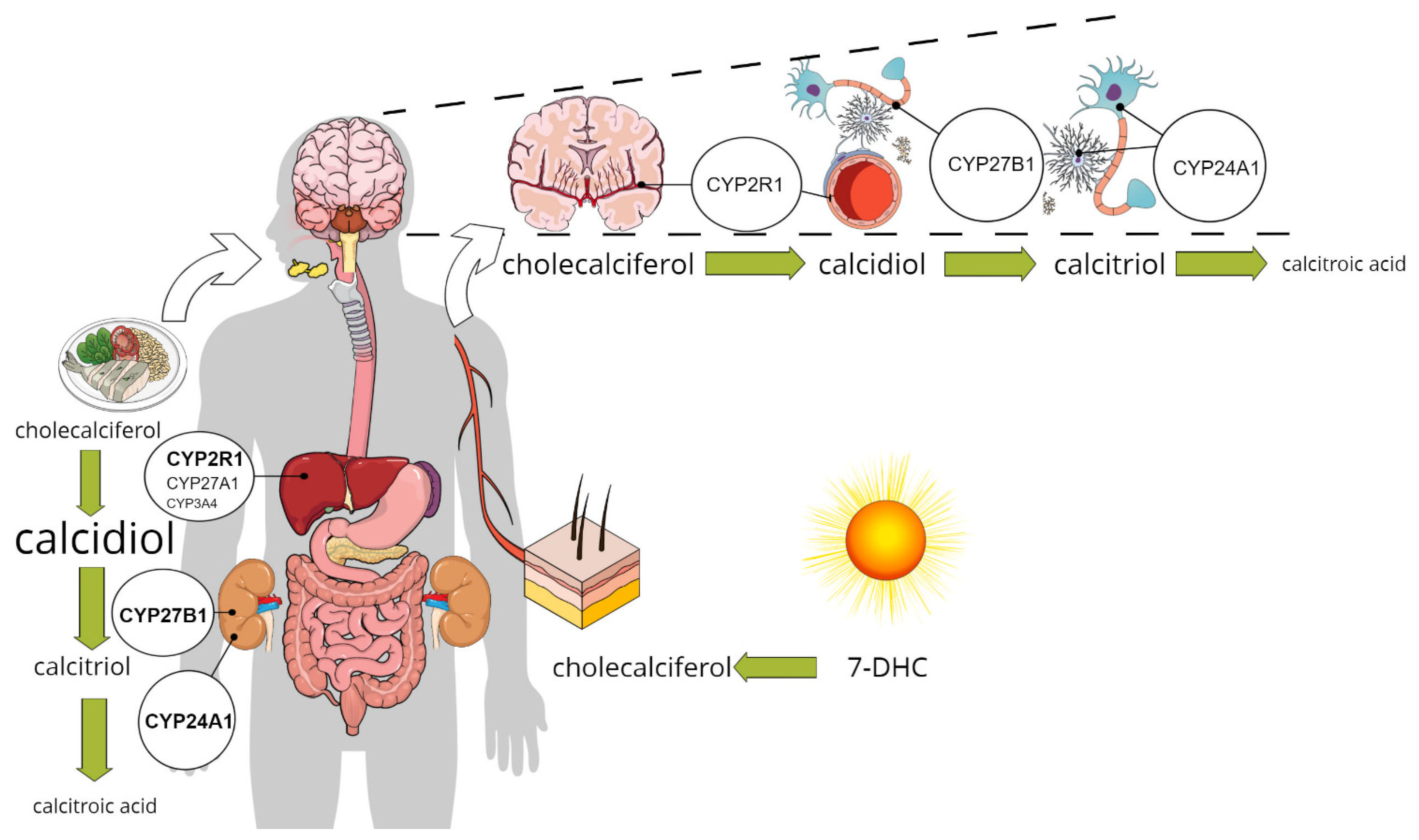 Nutrients 13 03672 g001 Nutrients 13 03672 g001