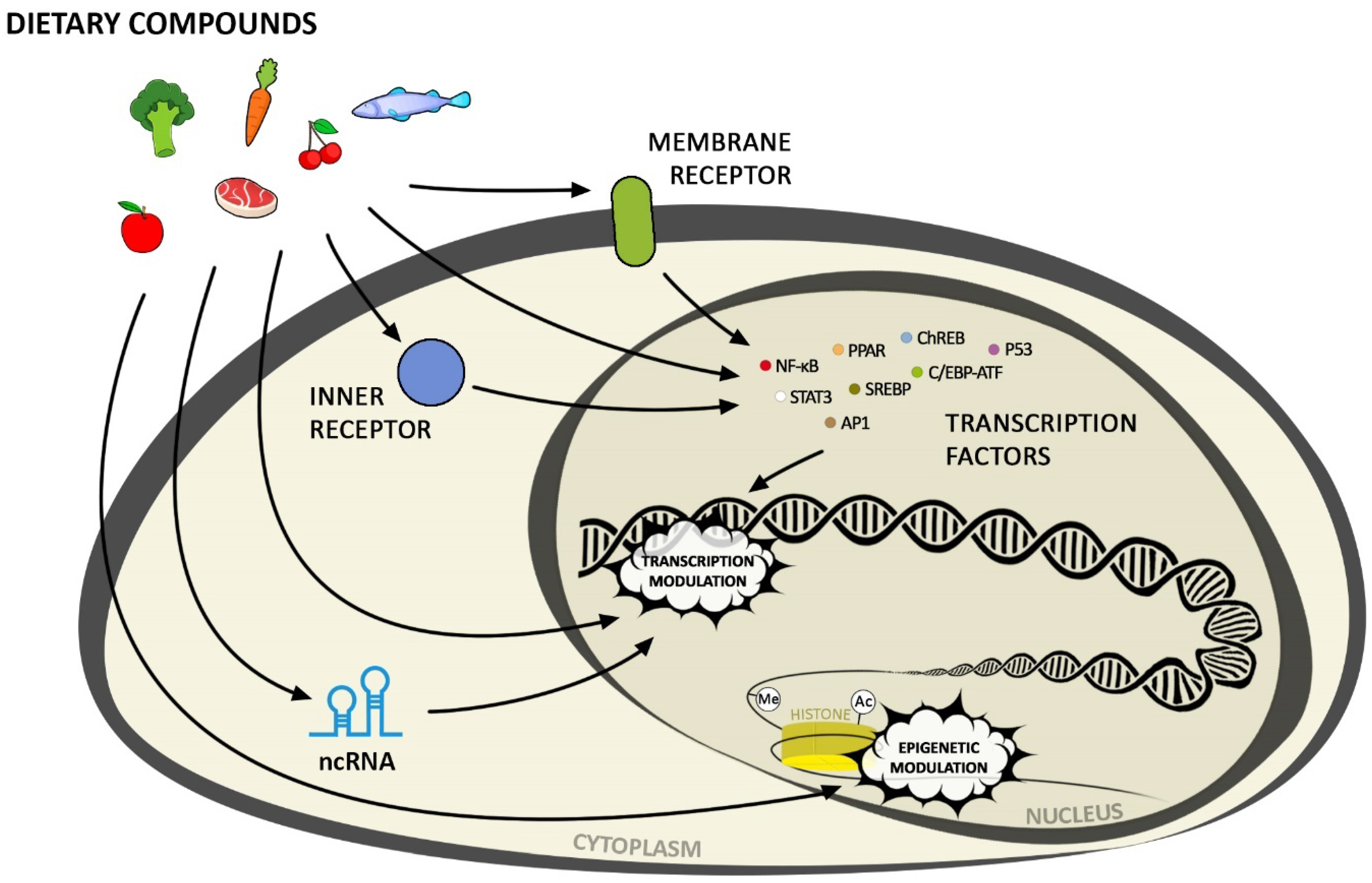 Nutrients 13 03673 g001 Nutrients 13 03673 g001