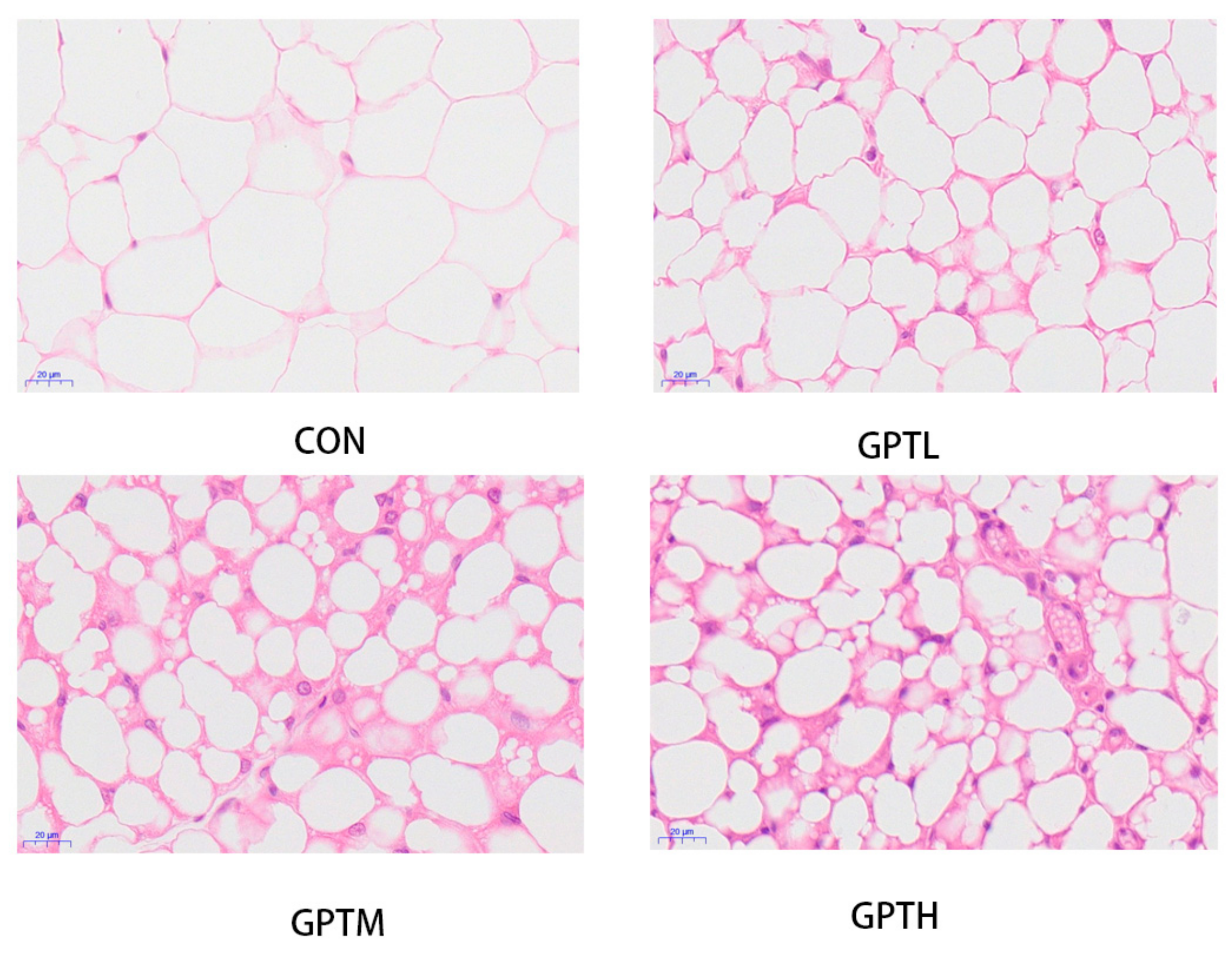 Nutrients 13 03715 g002 Nutrients 13 03715 g002