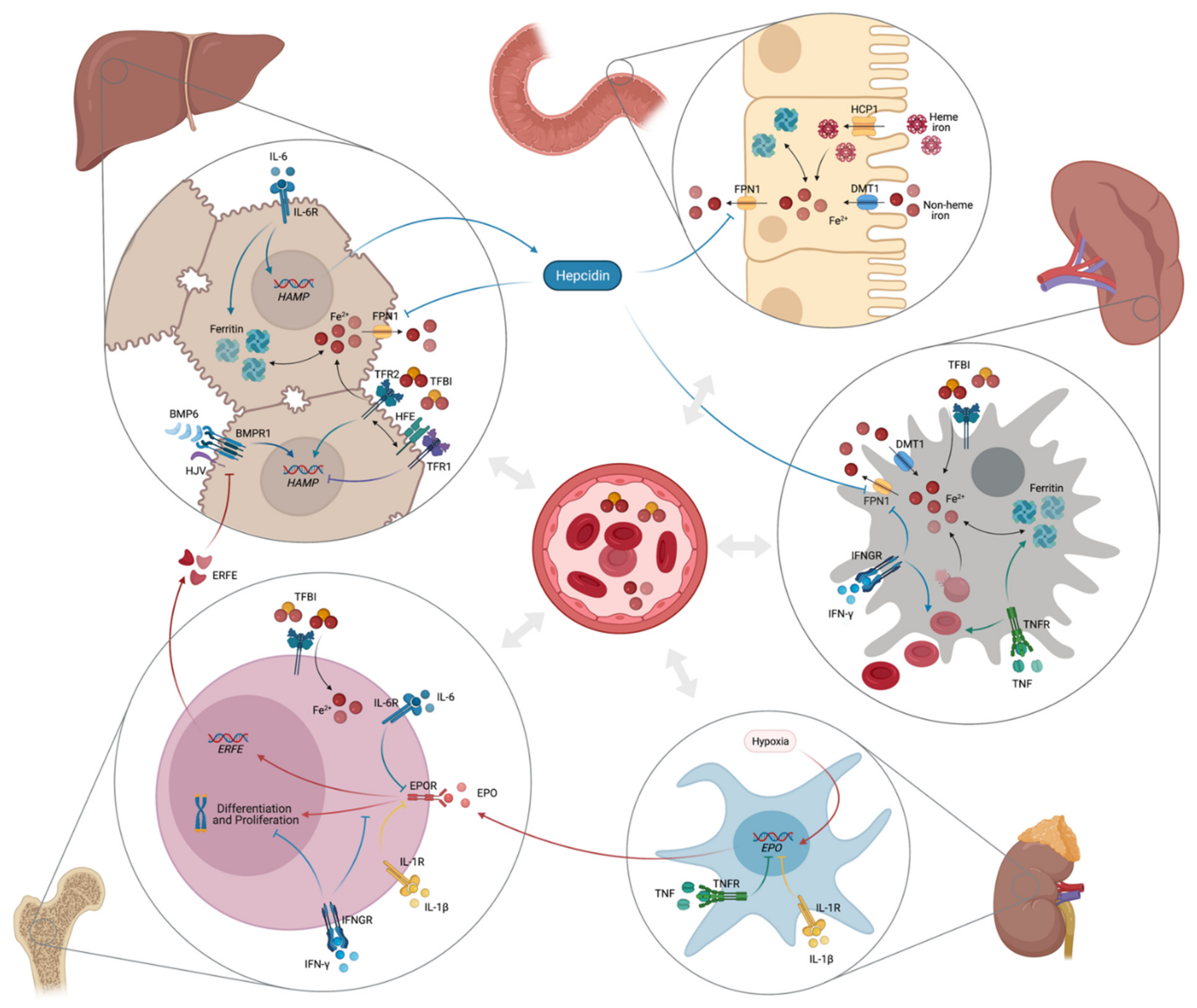 Nutrients 13 03732 g002