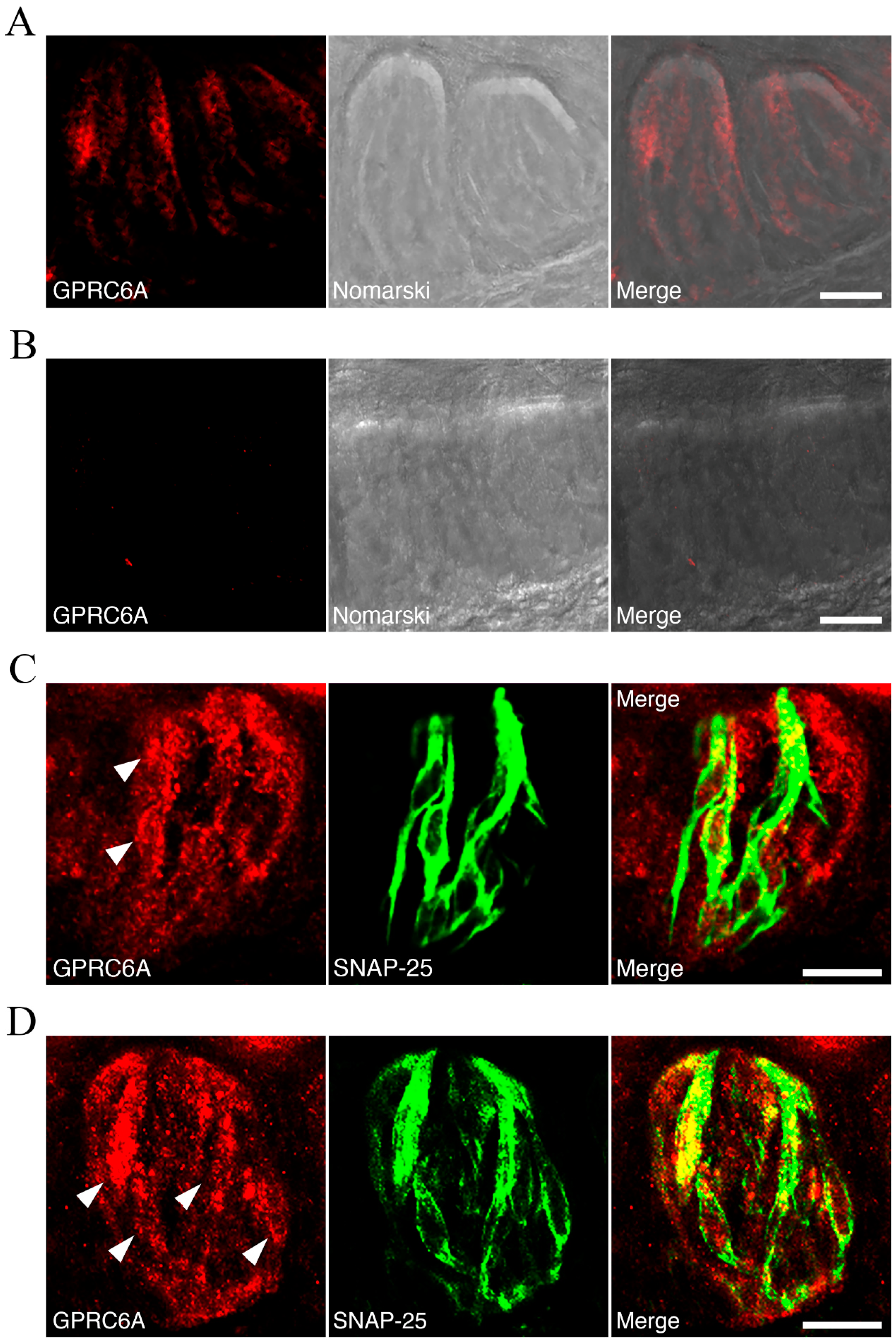 Nutrients 13 03749 g009