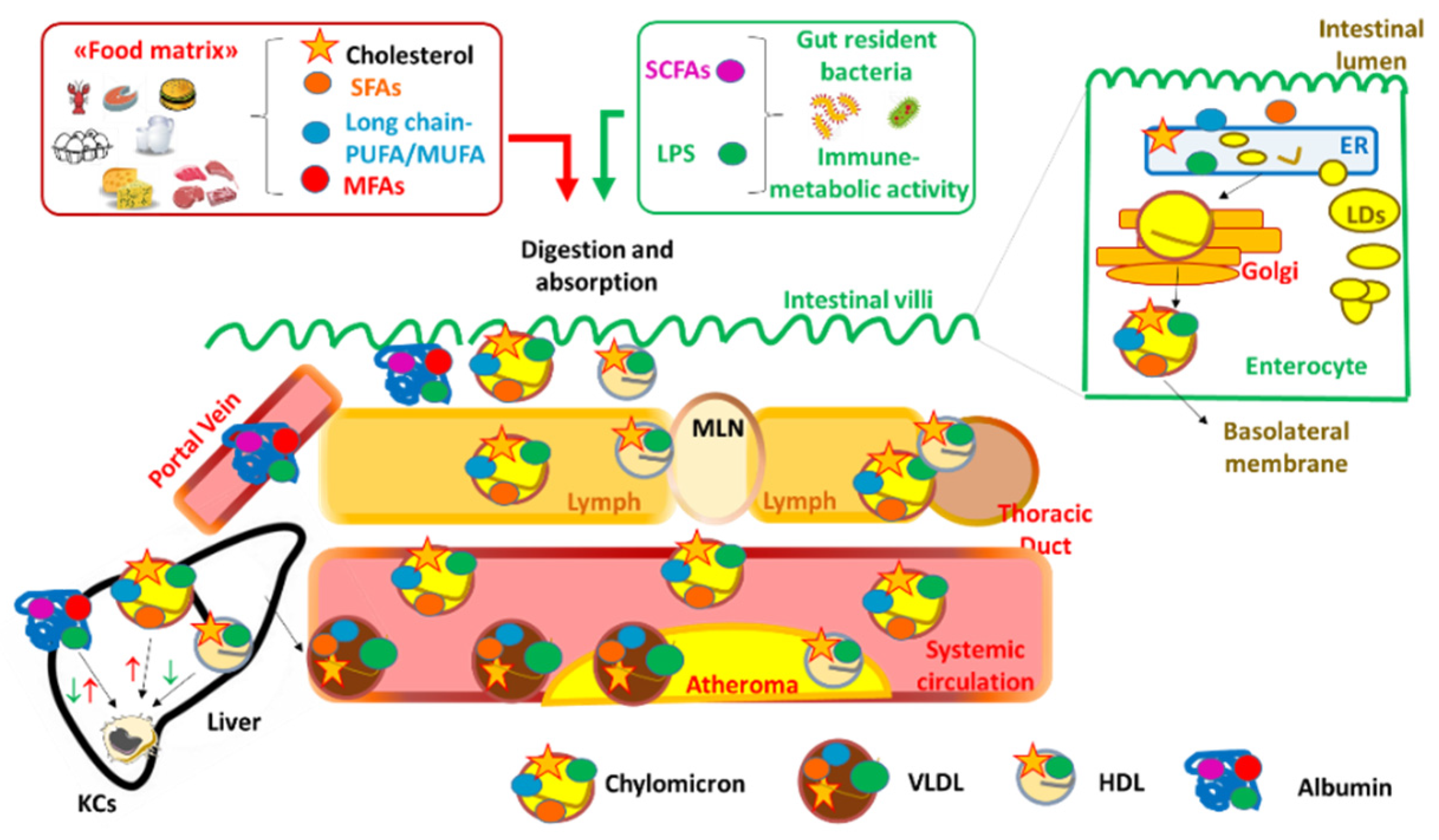 Nutrients 13 03768 g001 Nutrients 13 03768 g001