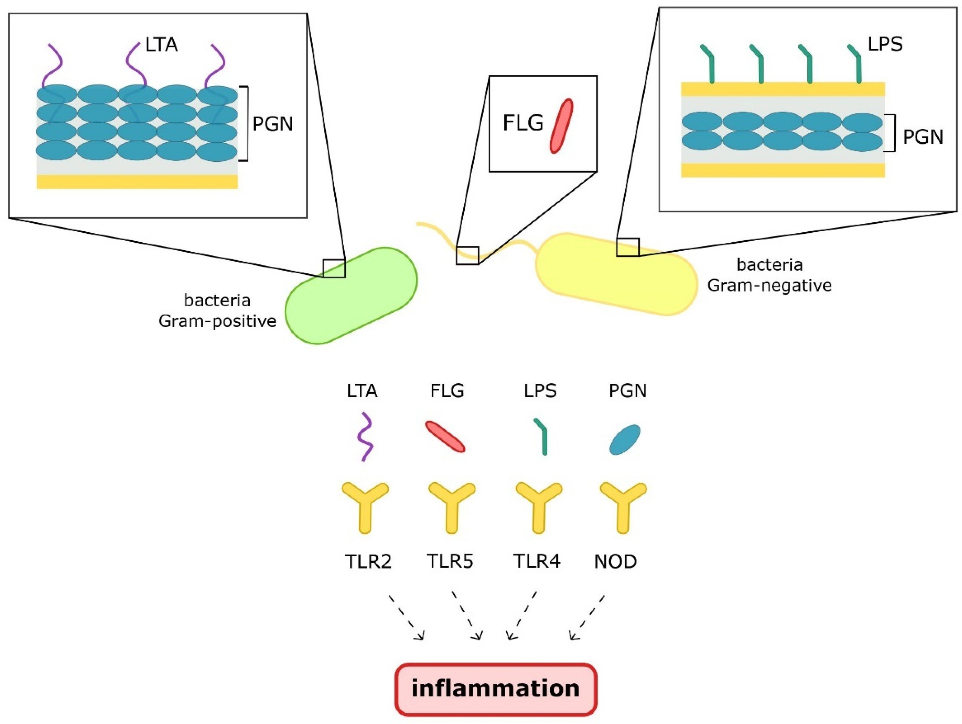 Nutrients 13 03839 g002