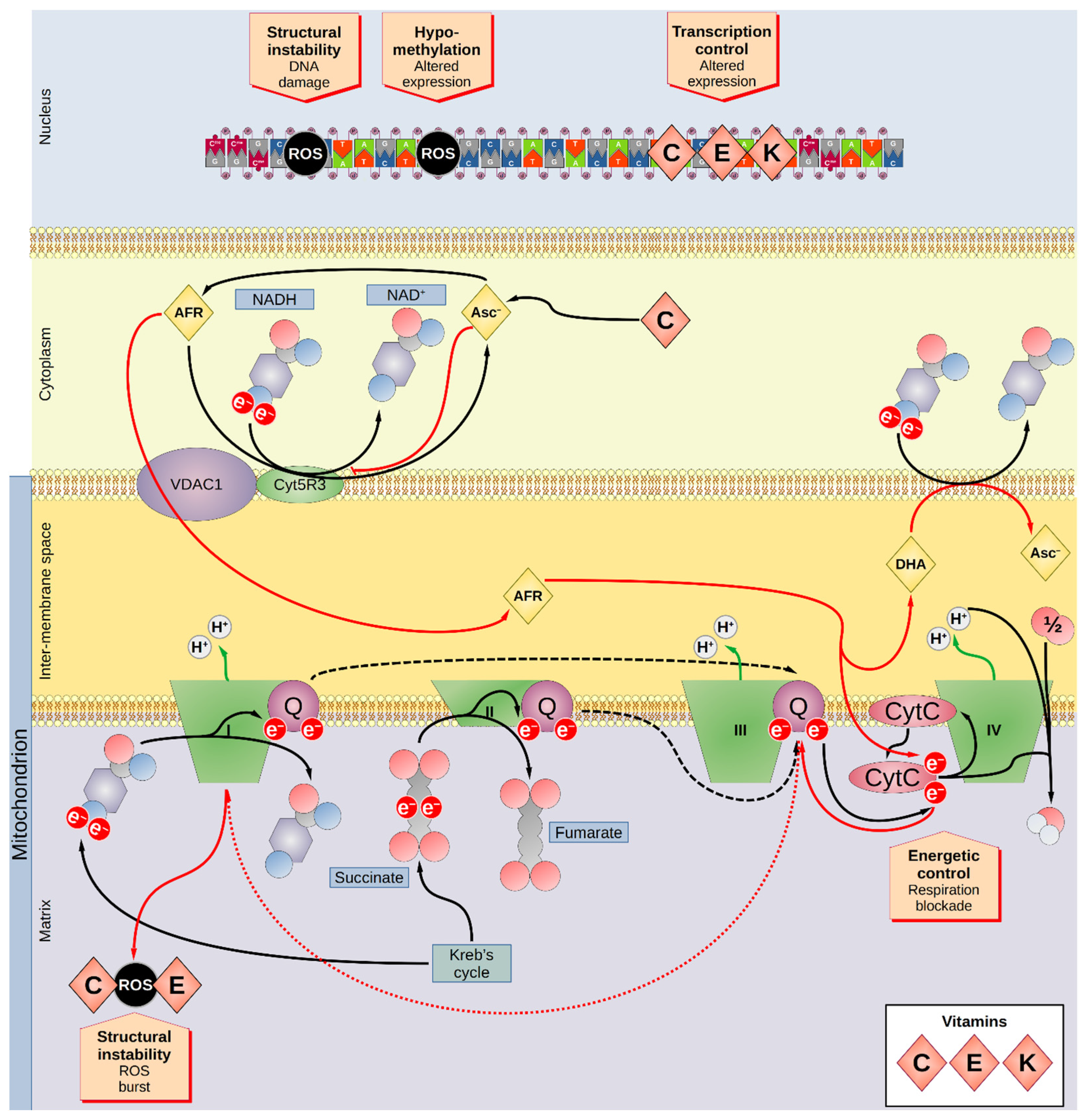 Nutrients 13 03914 g002