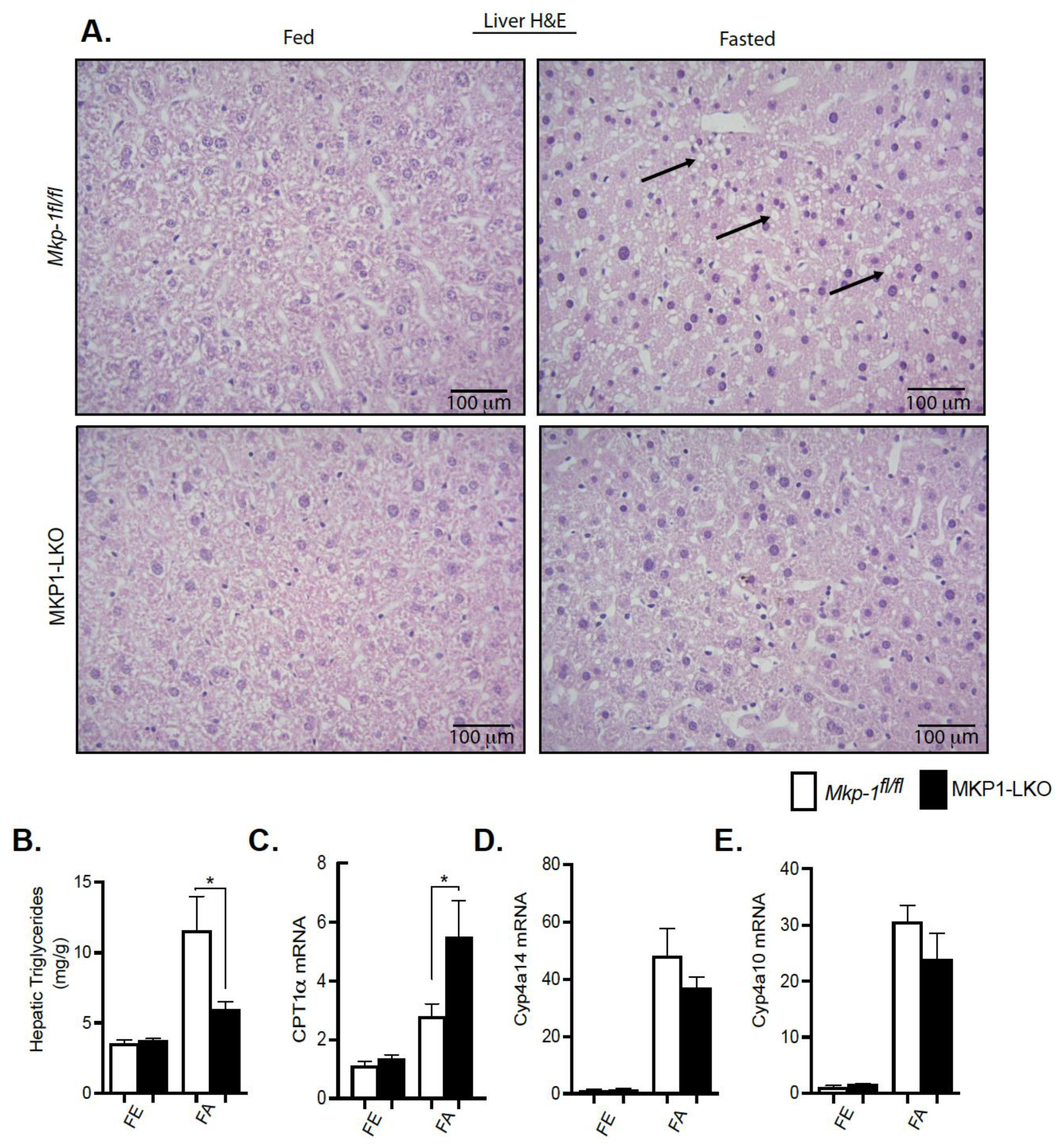 Nutrients 13 03941 g003