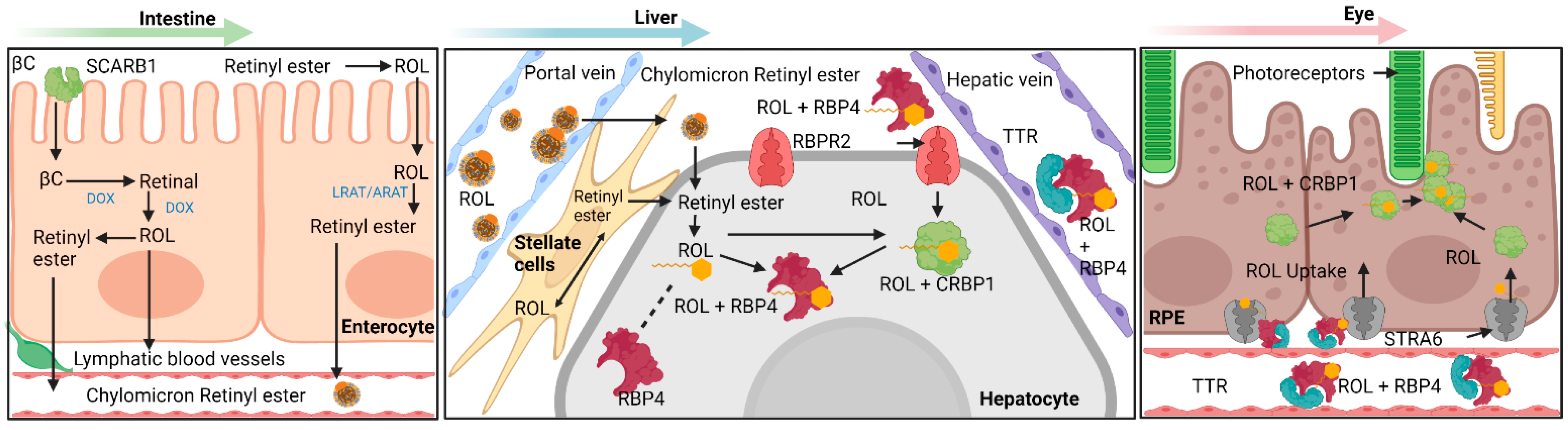 Nutrients 13 03987 g001
