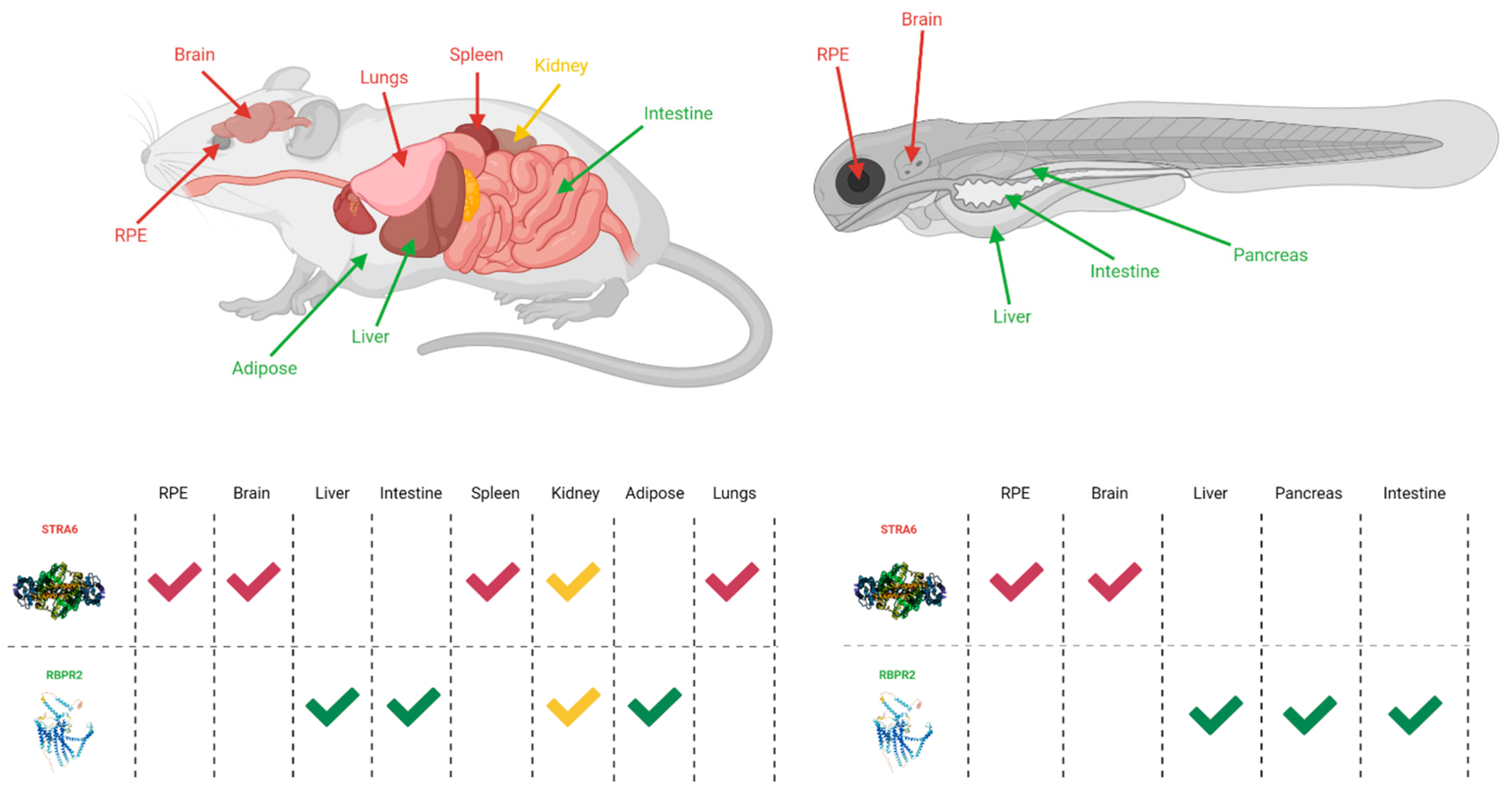 Nutrients 13 03987 g002