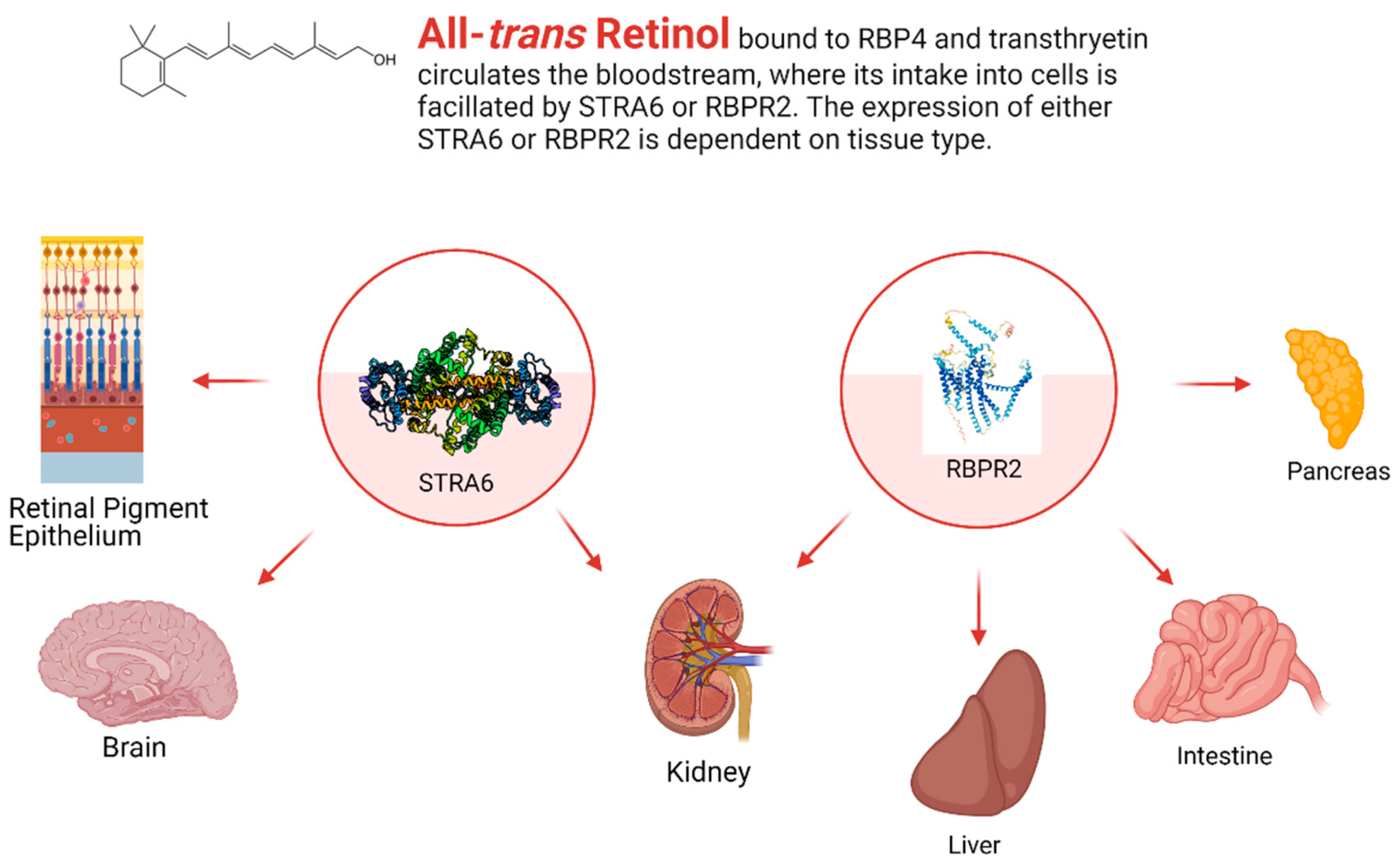 Nutrients 13 03987 g003