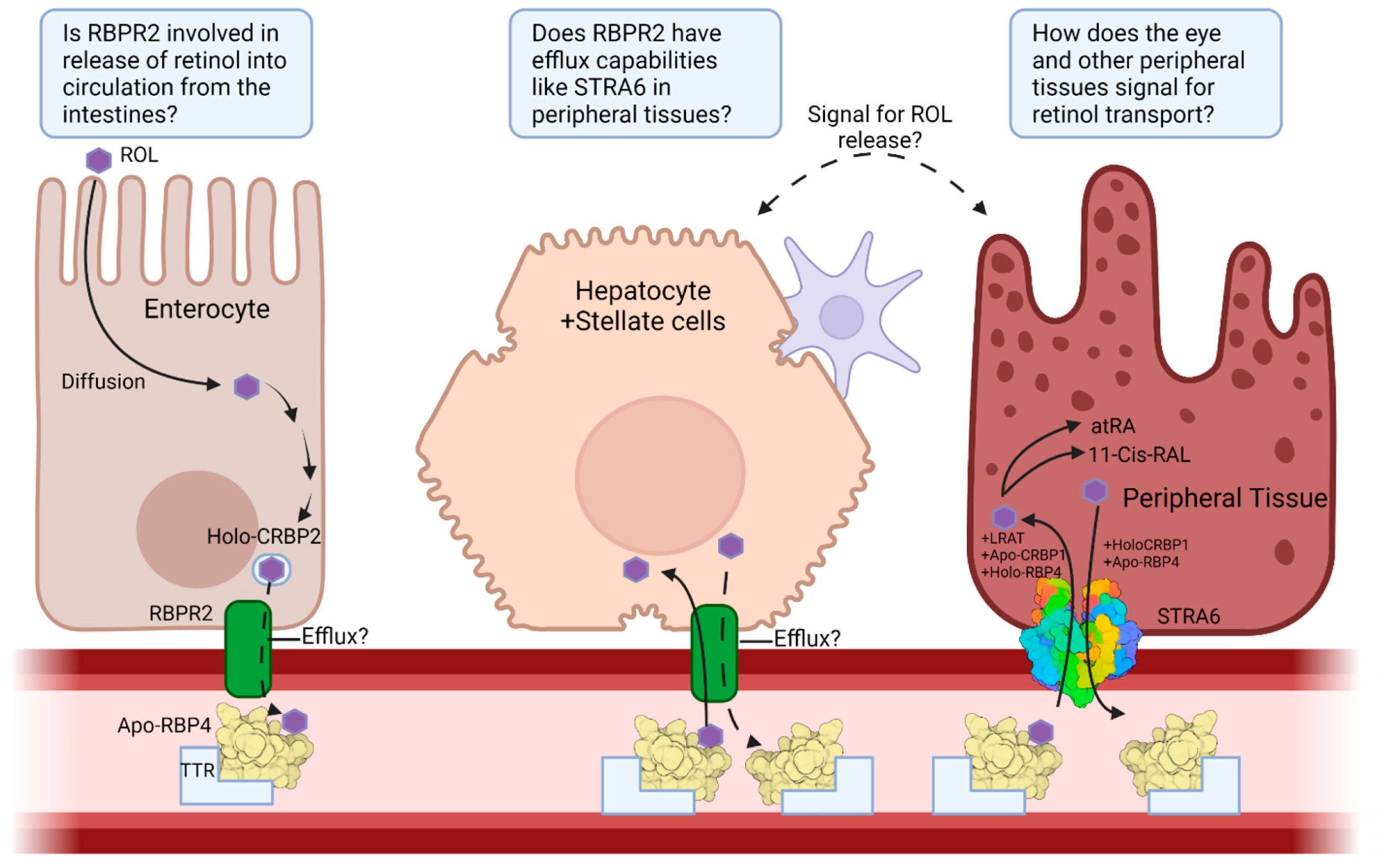 Nutrients 13 03987 g004
