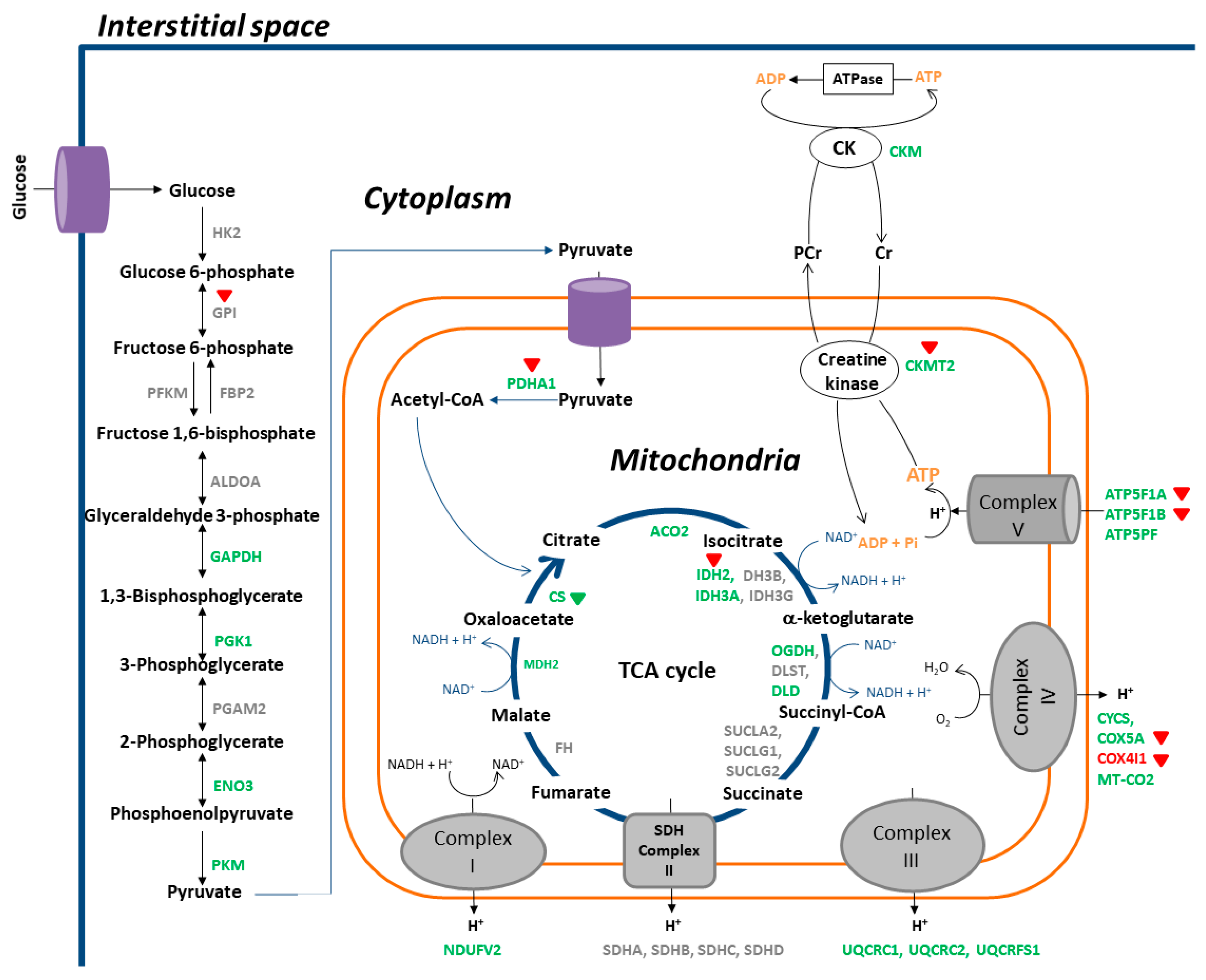 Nutrients 13 04041 g006