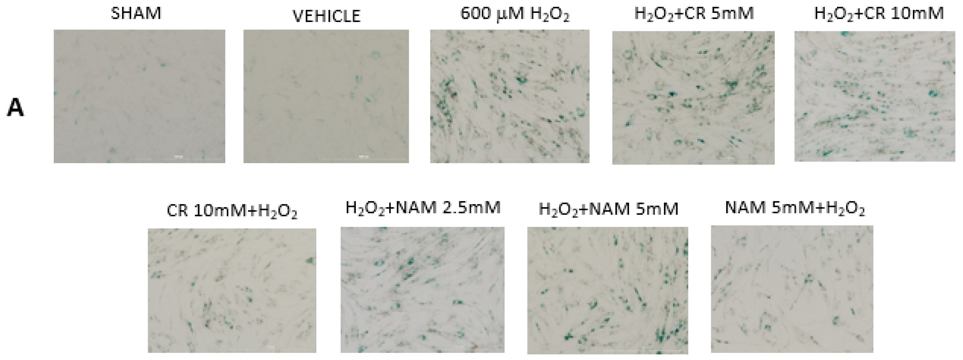 Nutrients 13 04102 g006a