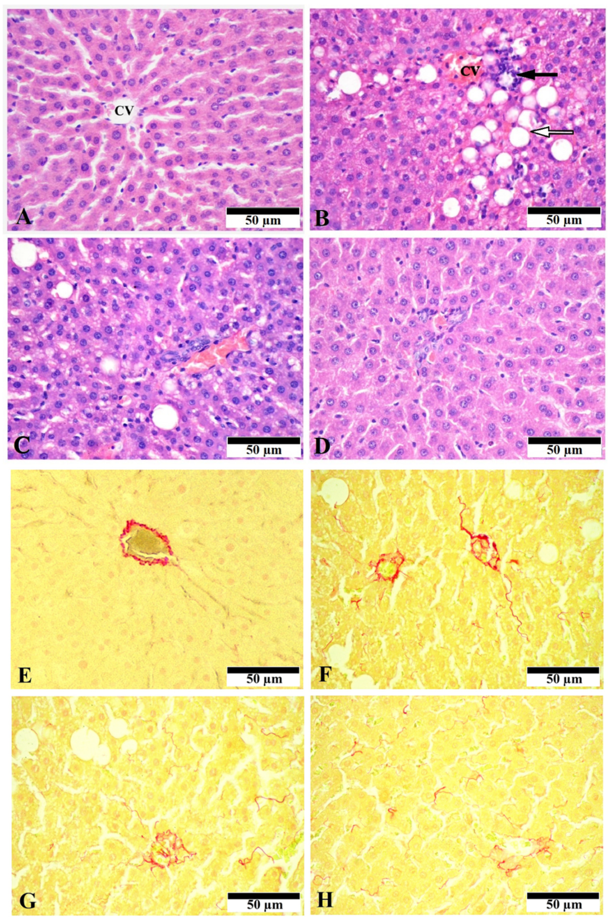 Nutrients 13 04155 g001