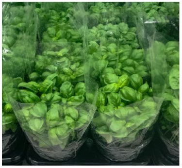 Nutrients 13 04198 i004