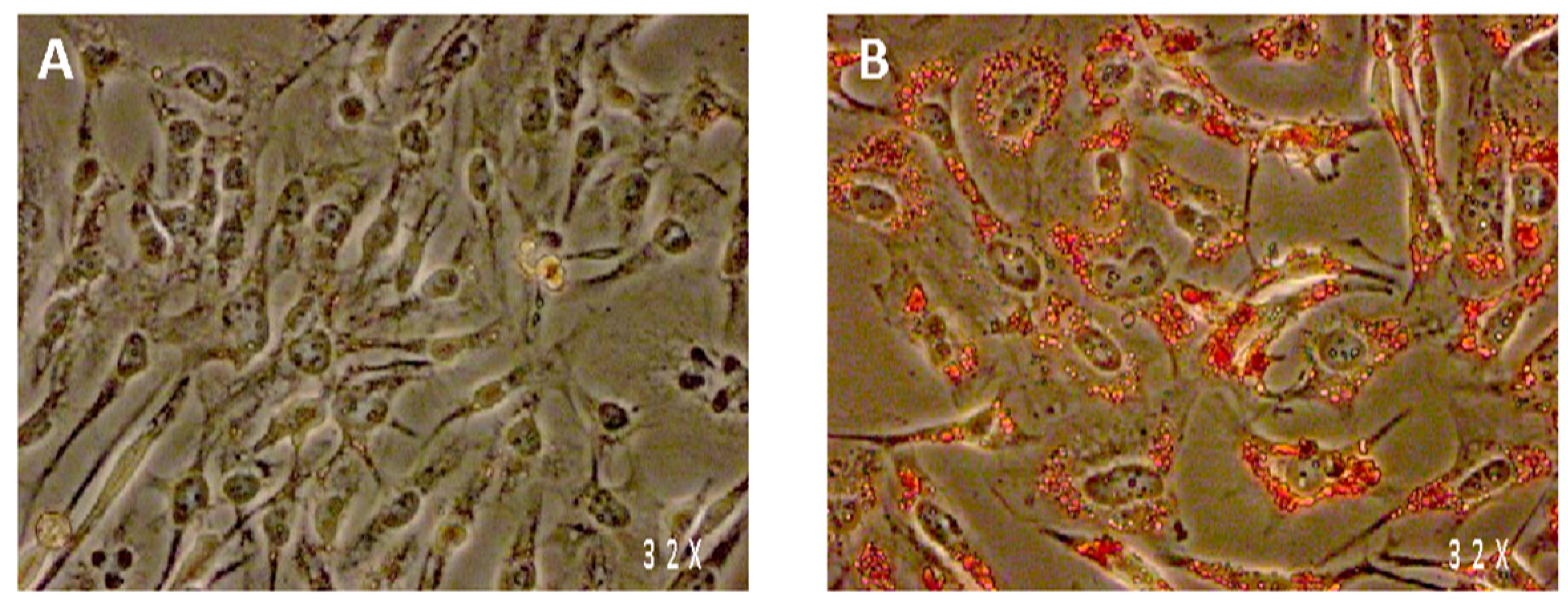 Nutrients 13 04271 g001