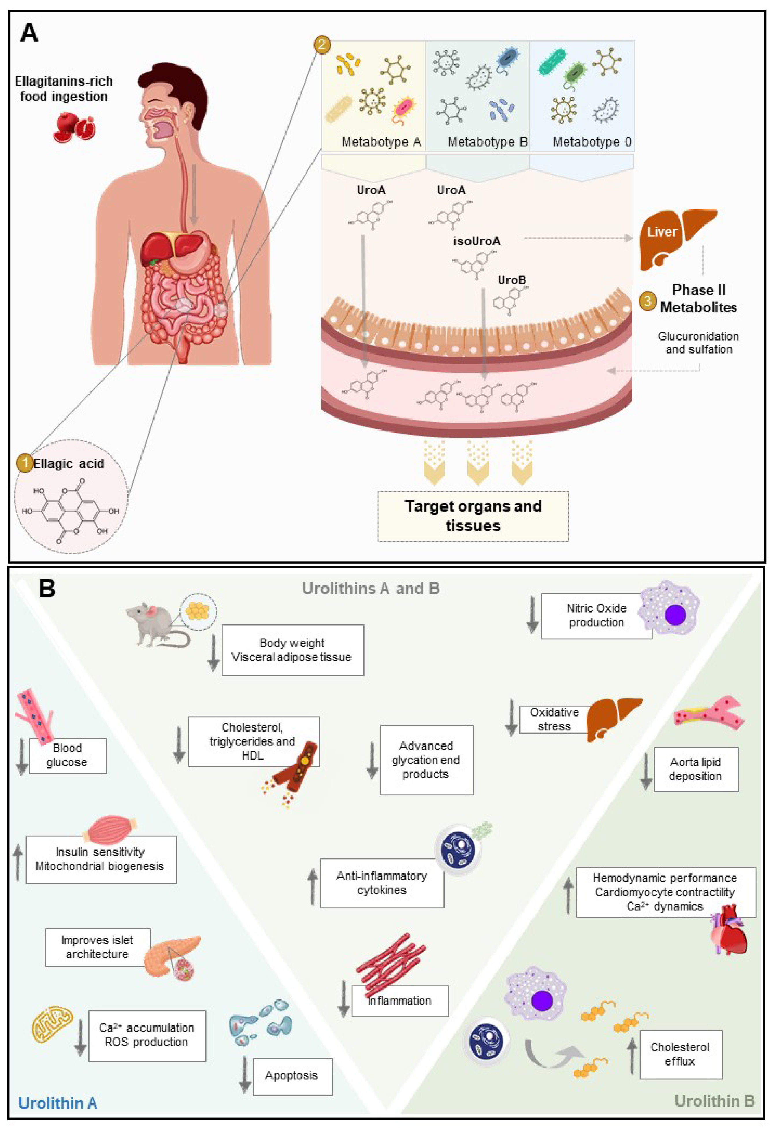 Nutrients 13 04285 g002