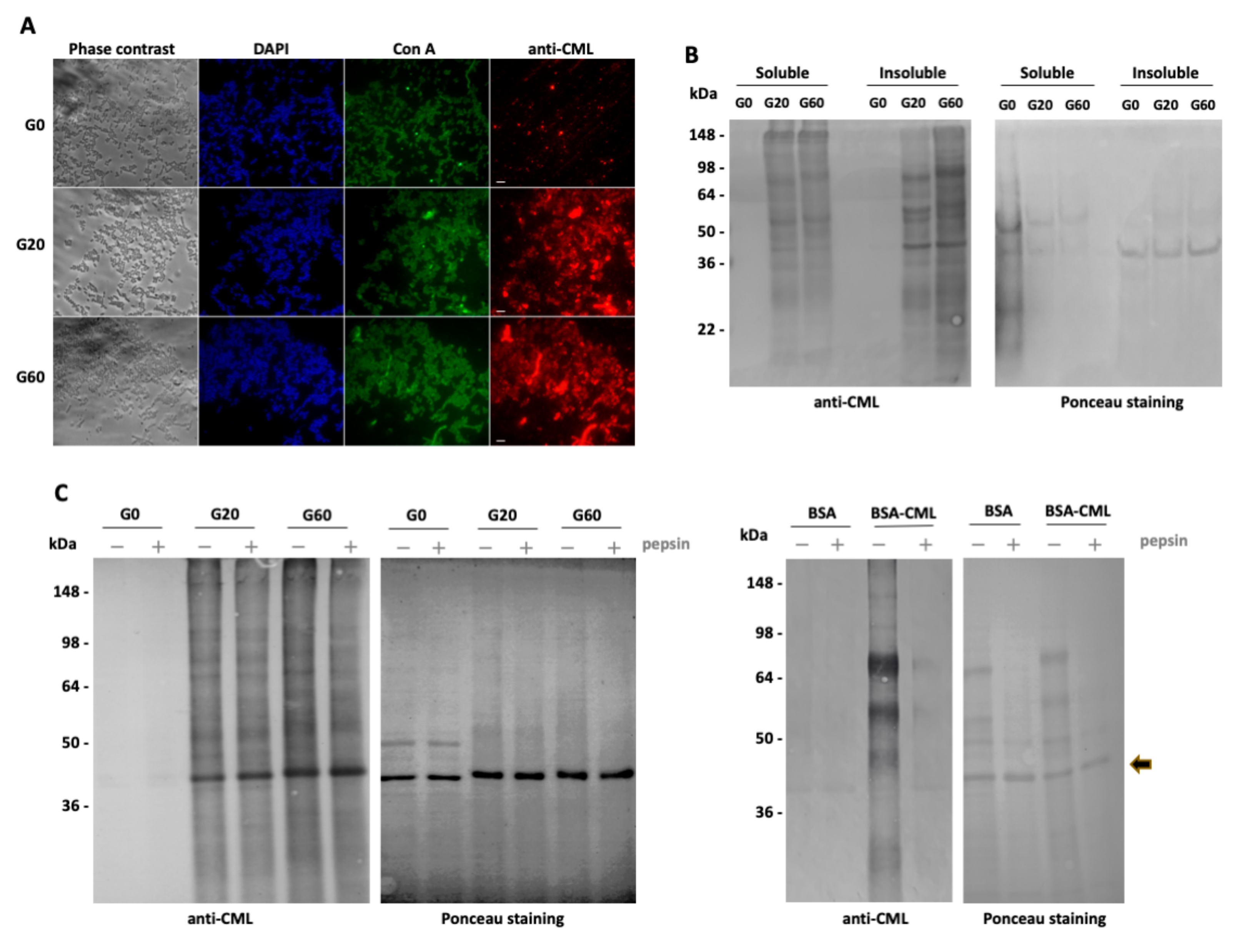 Nutrients 13 04398 g001