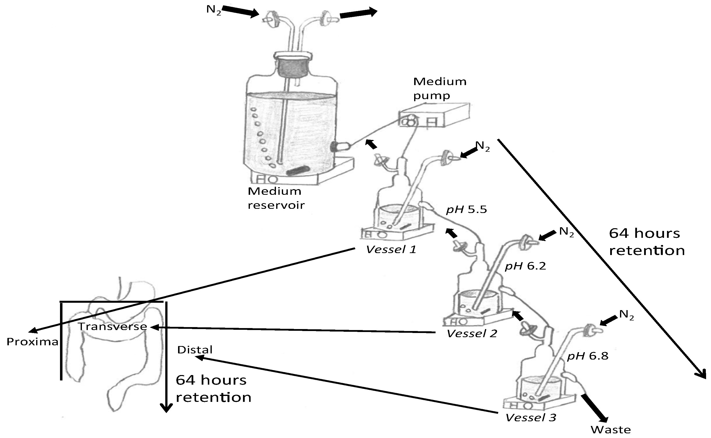 Nutrients 13 04447 g001